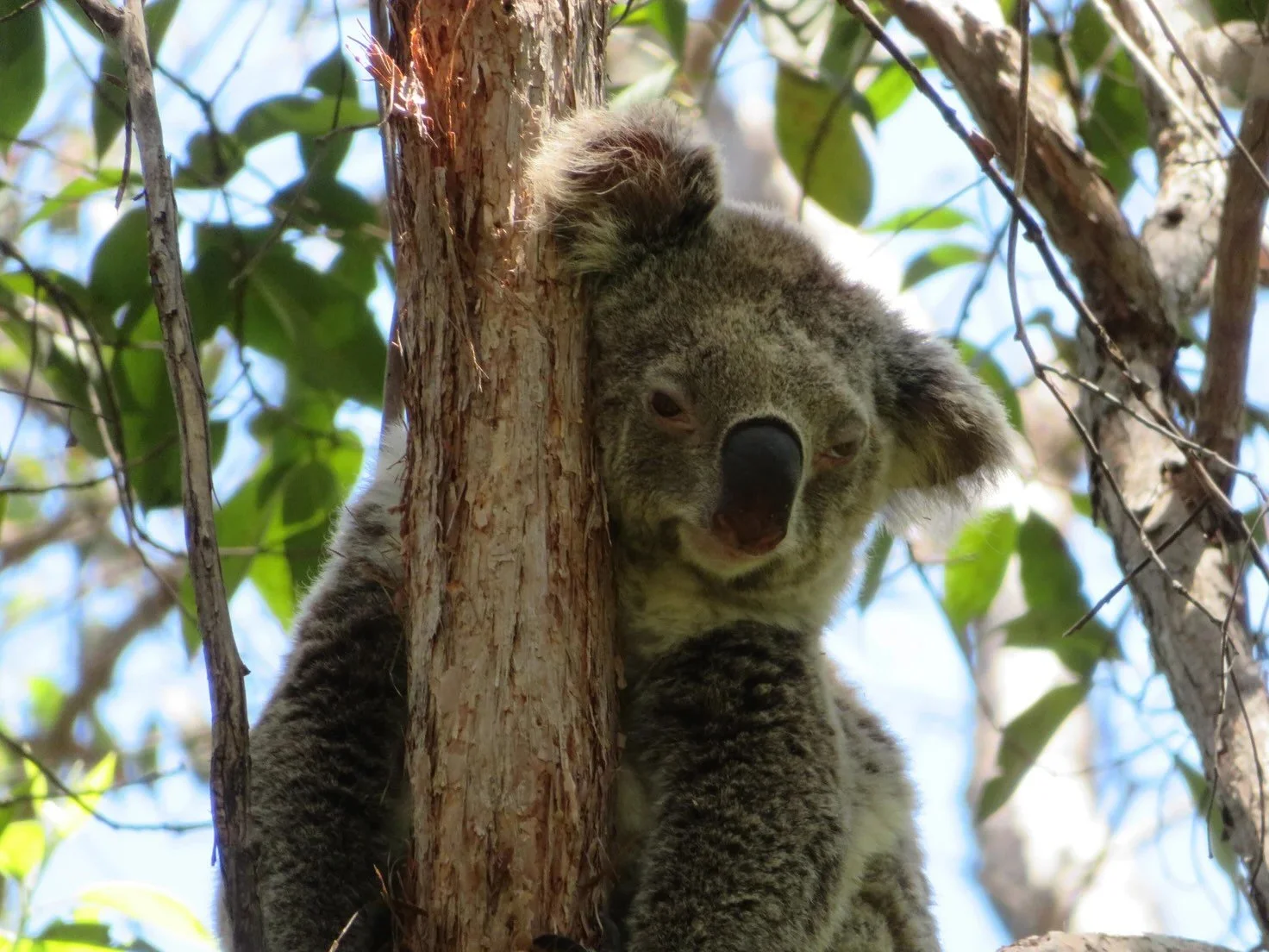 Koala