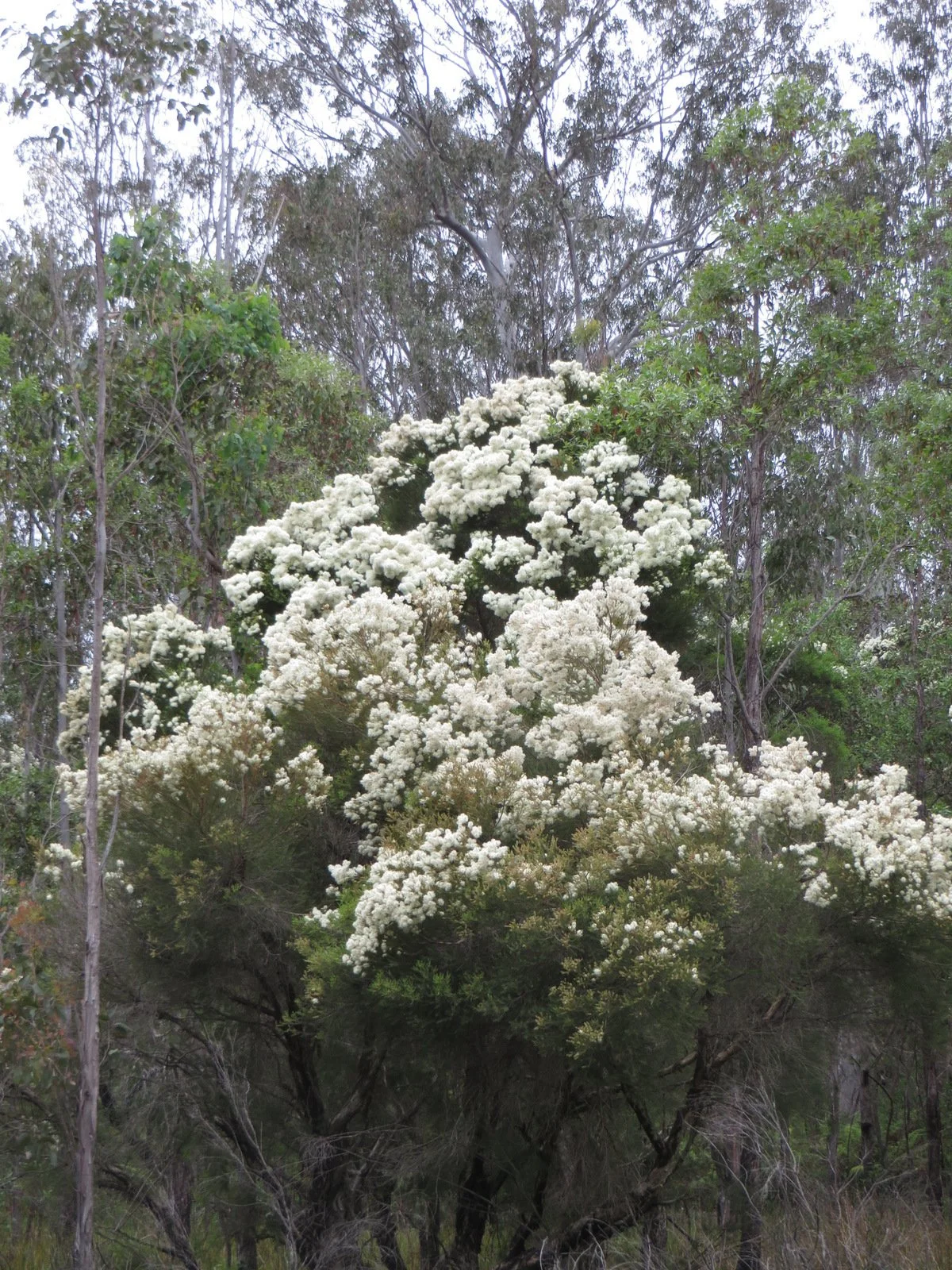 Snow in summer (Melaleuca linariifolia)