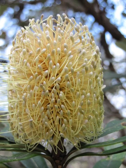 Coast banksia (Banksia integrifolia) flower