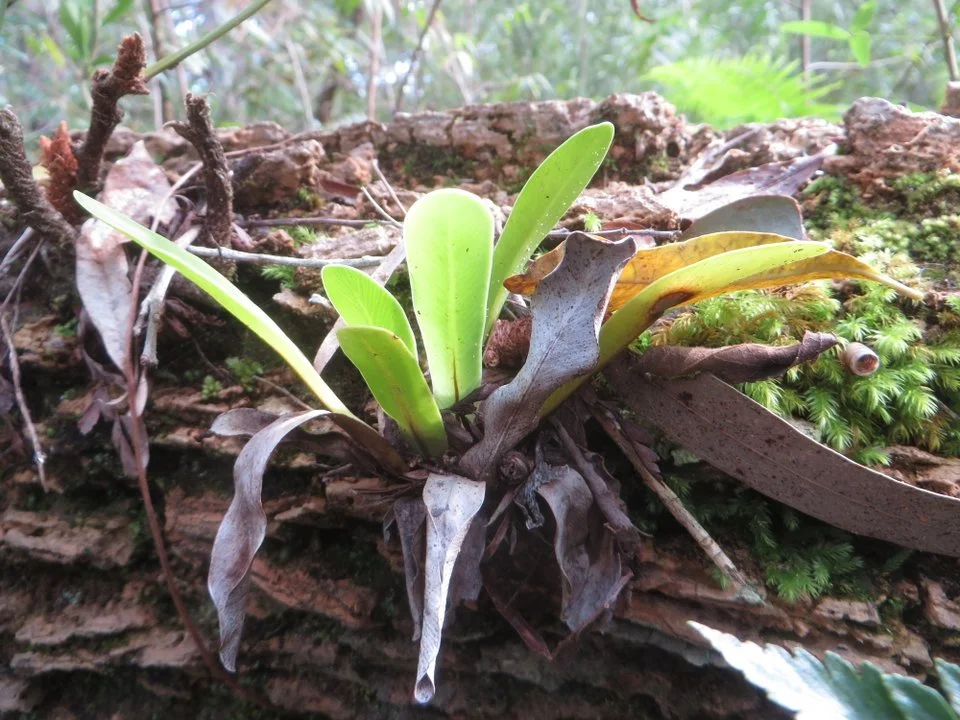 Crows nest fern (Asplenium australasicum)