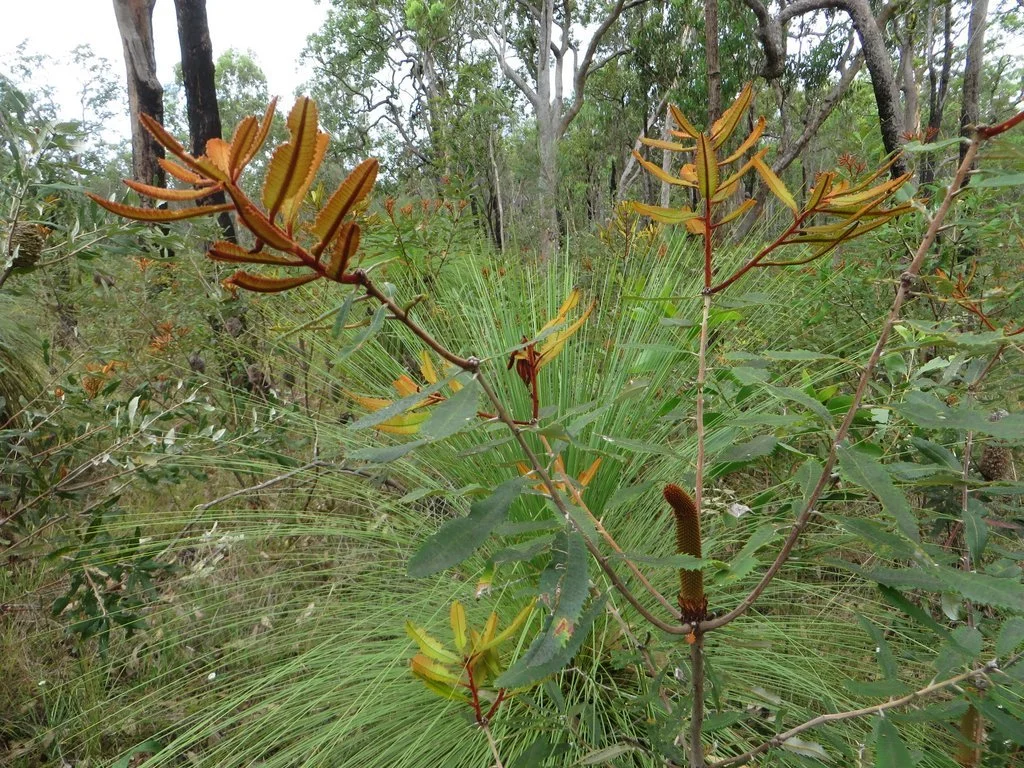 Fern-leaved banksia (Banksia oblongifolia) showing the young 'fern' like leaves