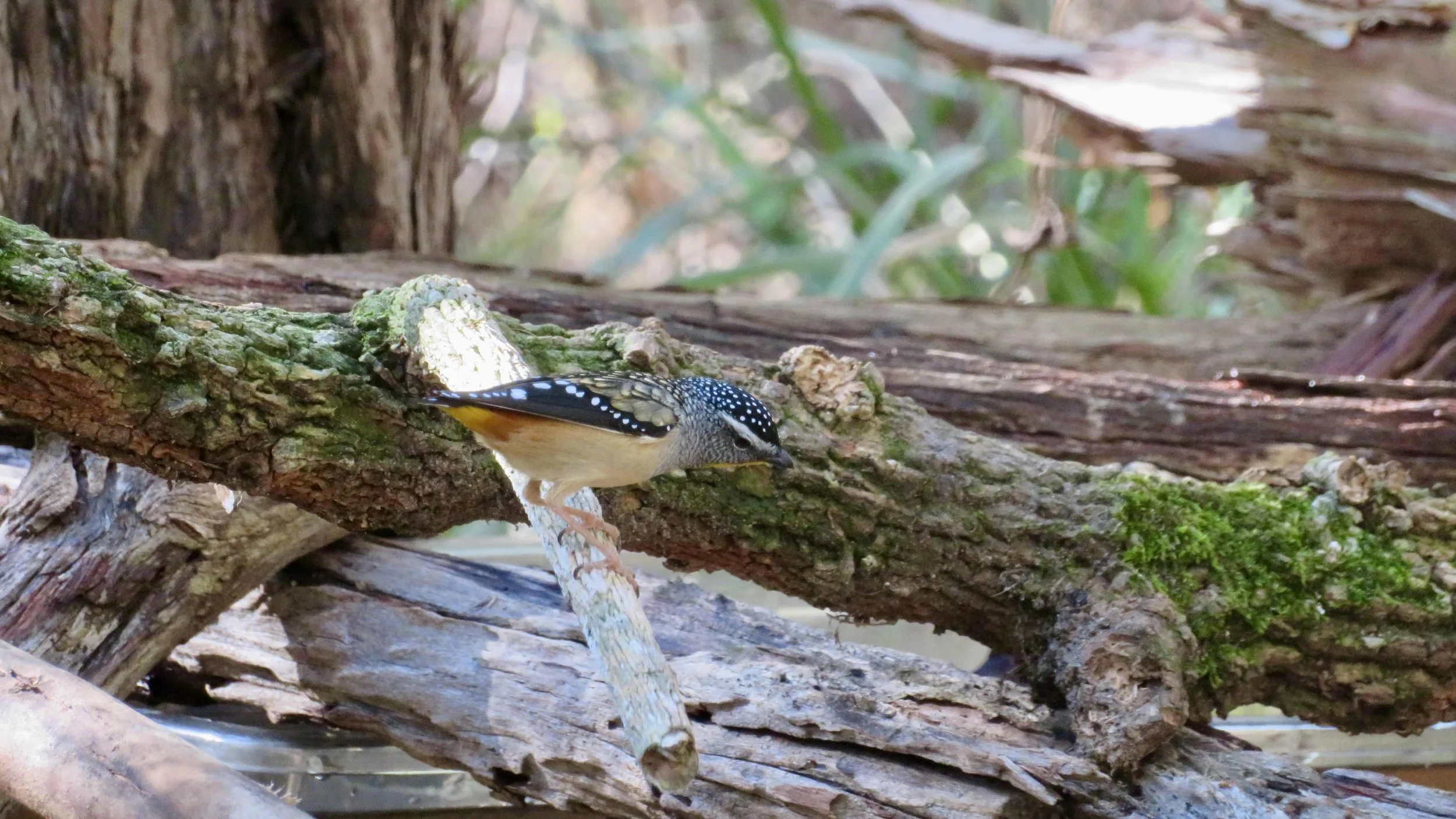 Spotted Pardalote (Pardalotus punctatus)