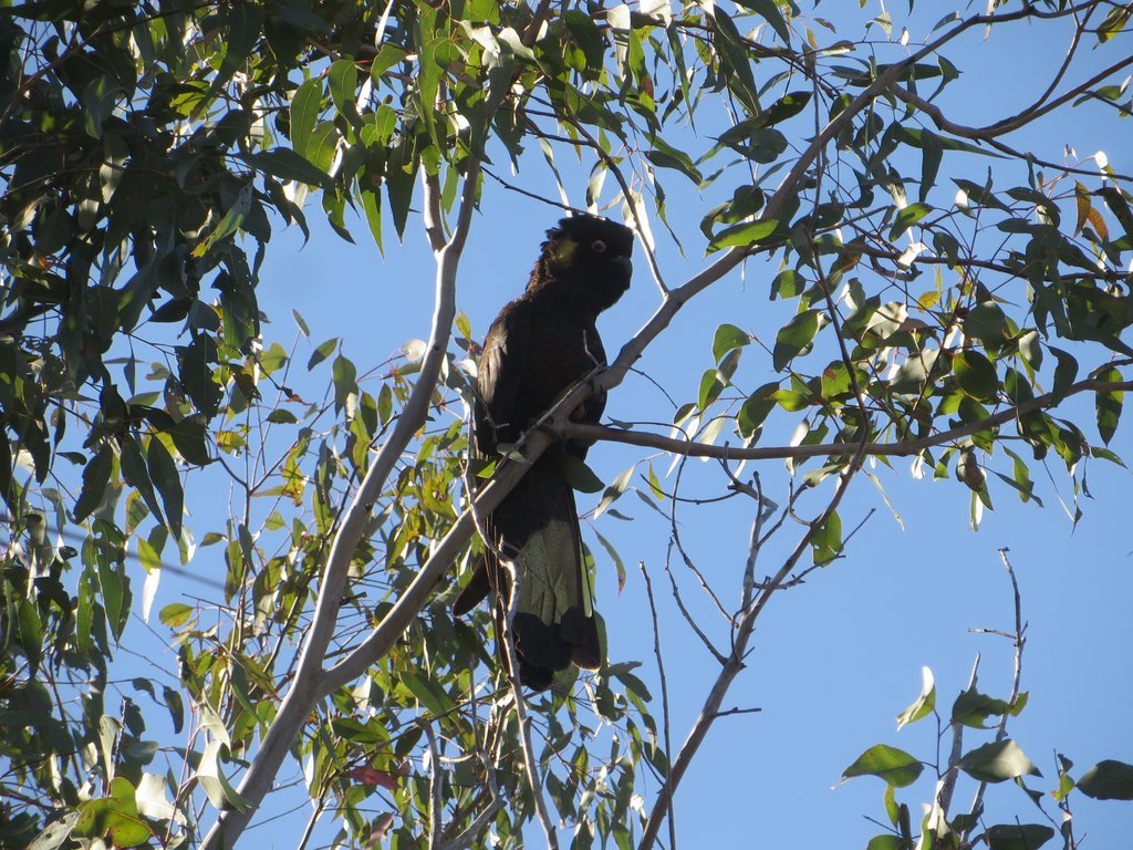 Yellow-tailed black cockatoo (Zanda funerea)