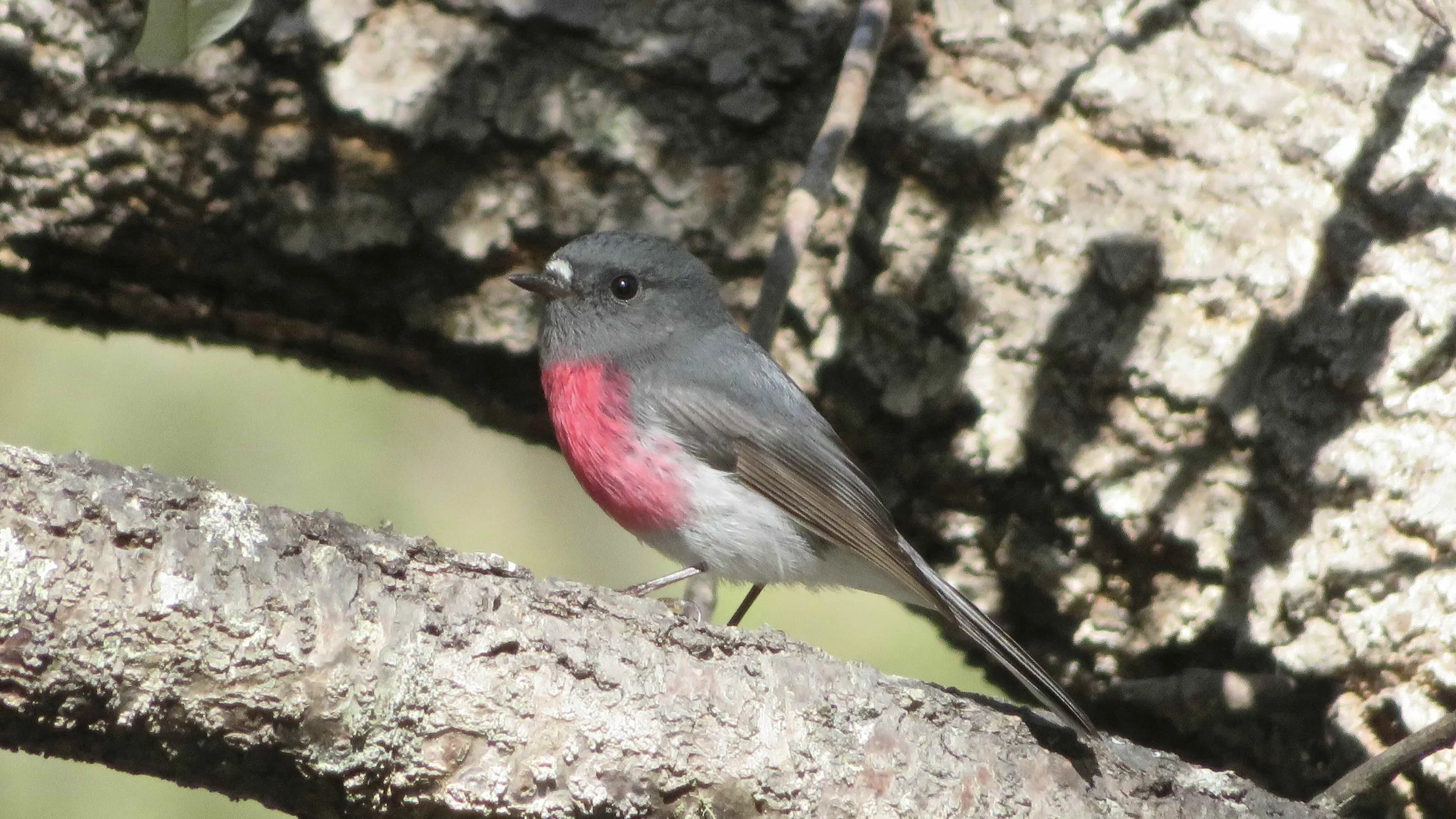 Rose Robin (Petroica rosea)