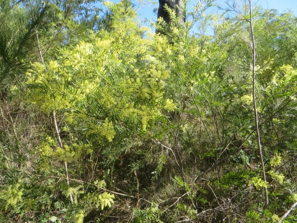 Wattle