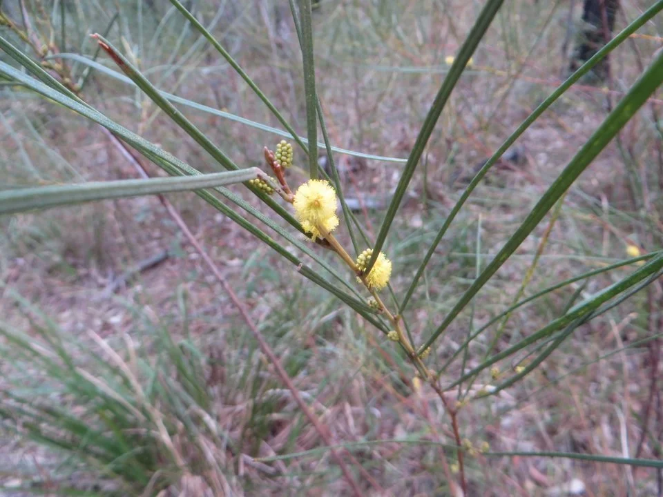 Granite wattle (acacia granitica)