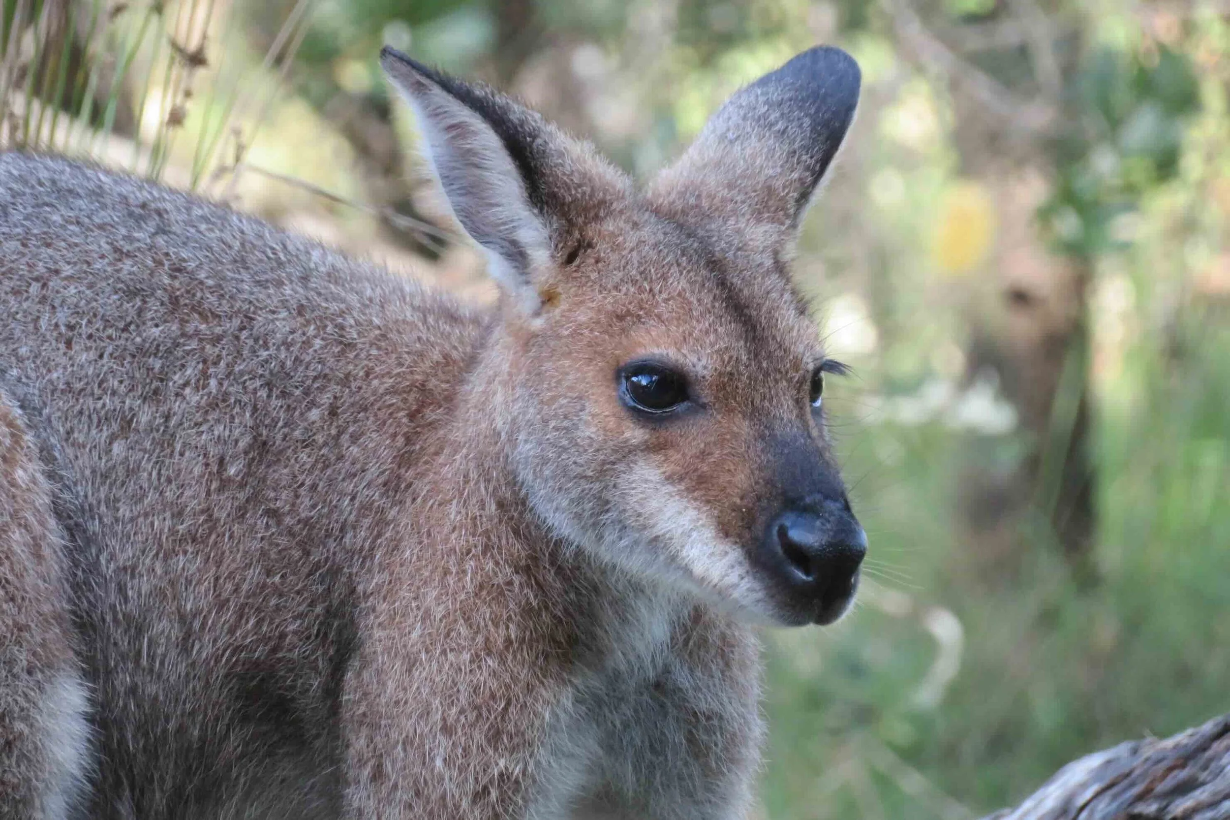 Adult red-necked wallaby