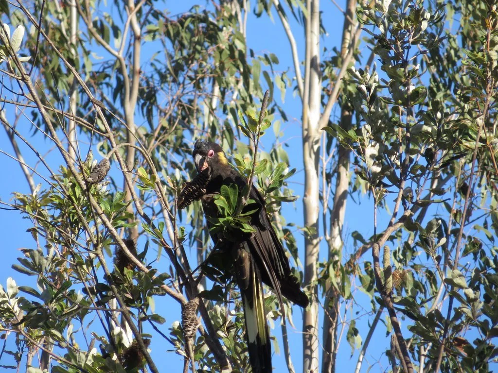 Yellow-tailed black cockatoo (Zanda funerea)