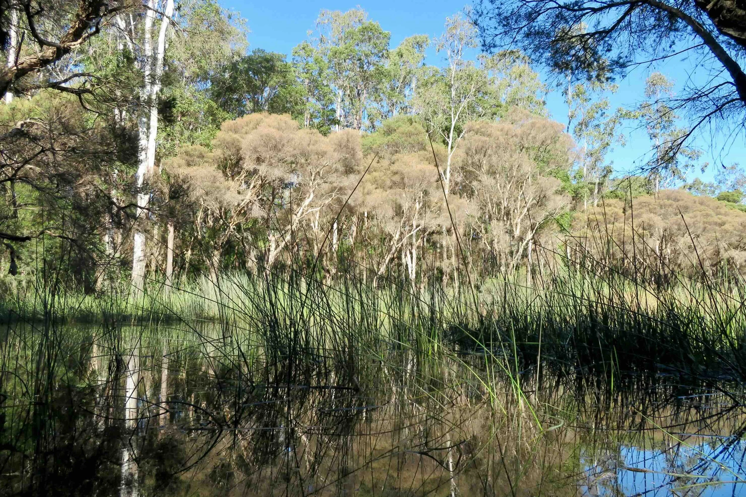 Wetland is full