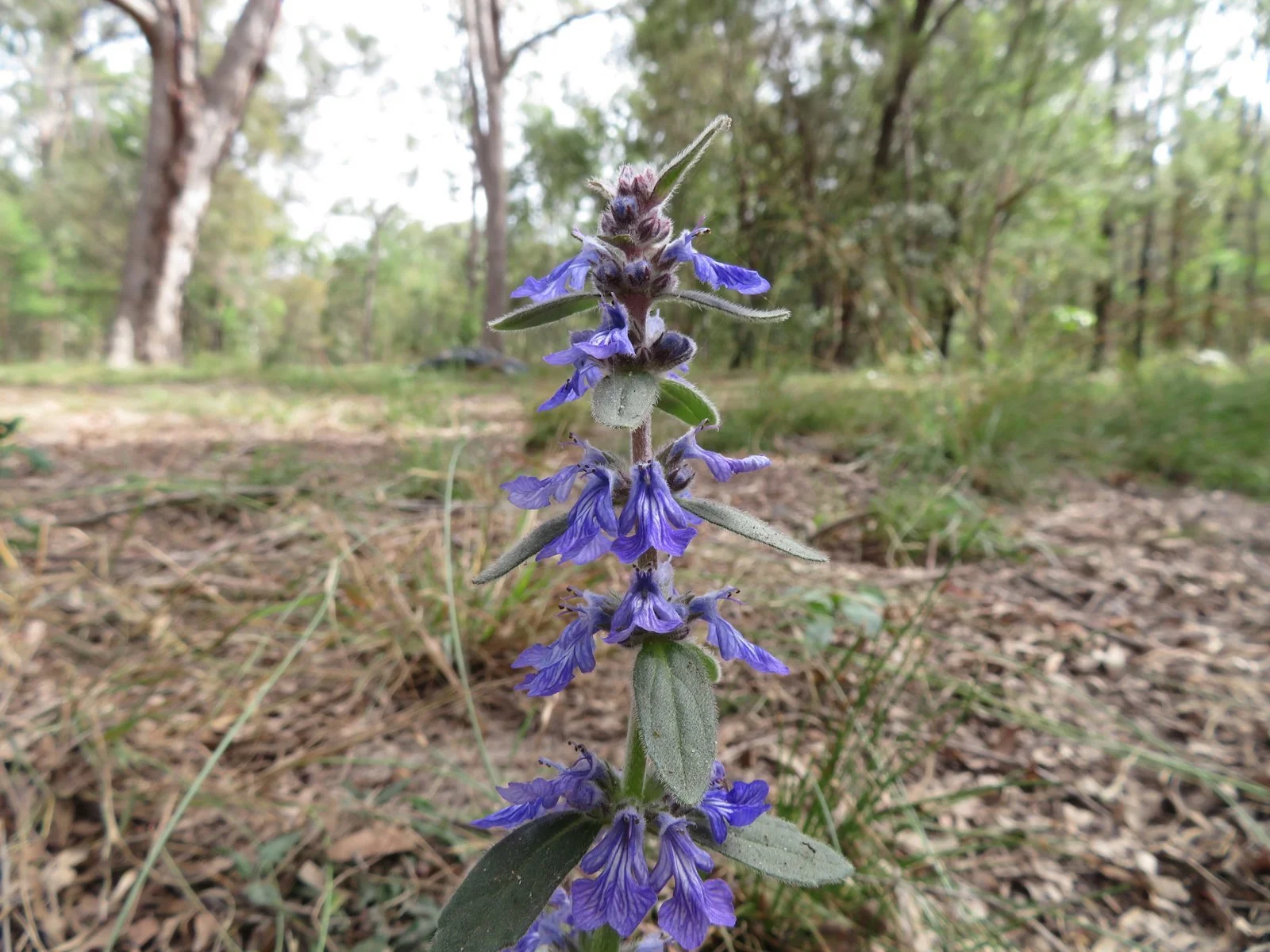 Australian bugle ( Ajuga reptans)