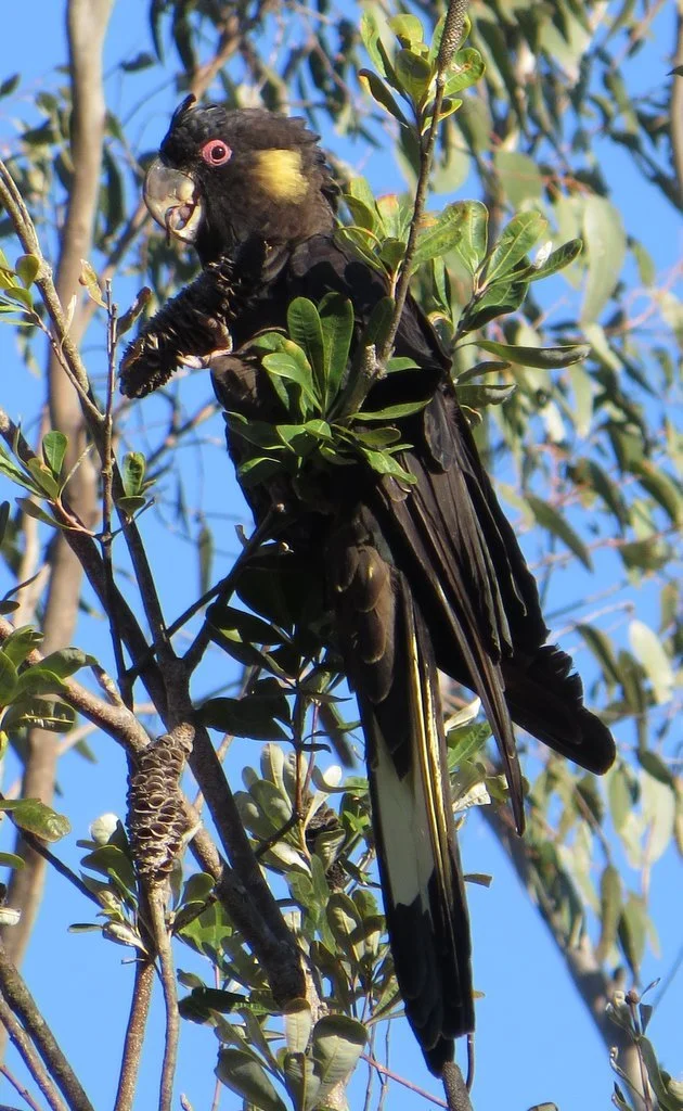 Yellow-tailed black cockatoo (Zanda funerea)