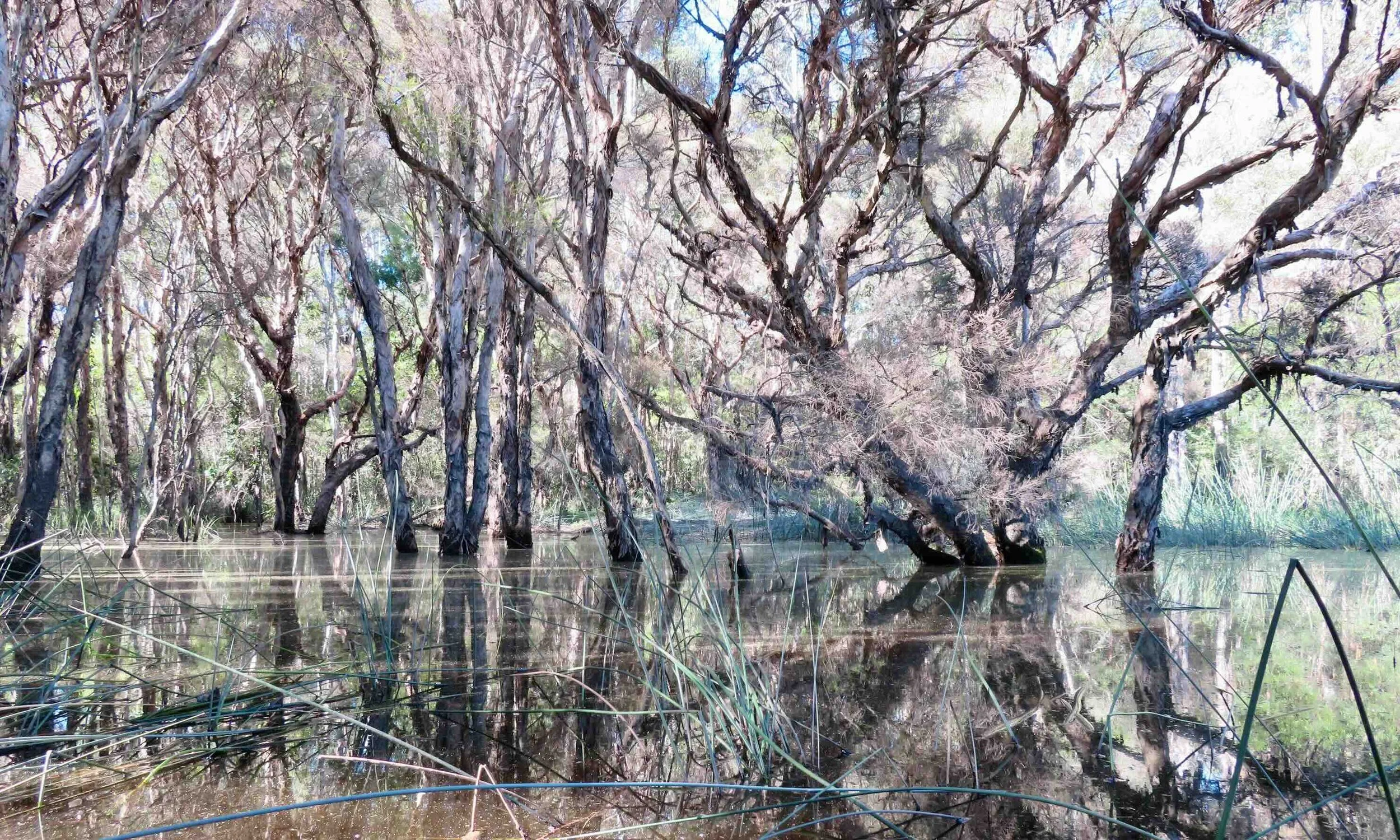 Wetland after flooding 2