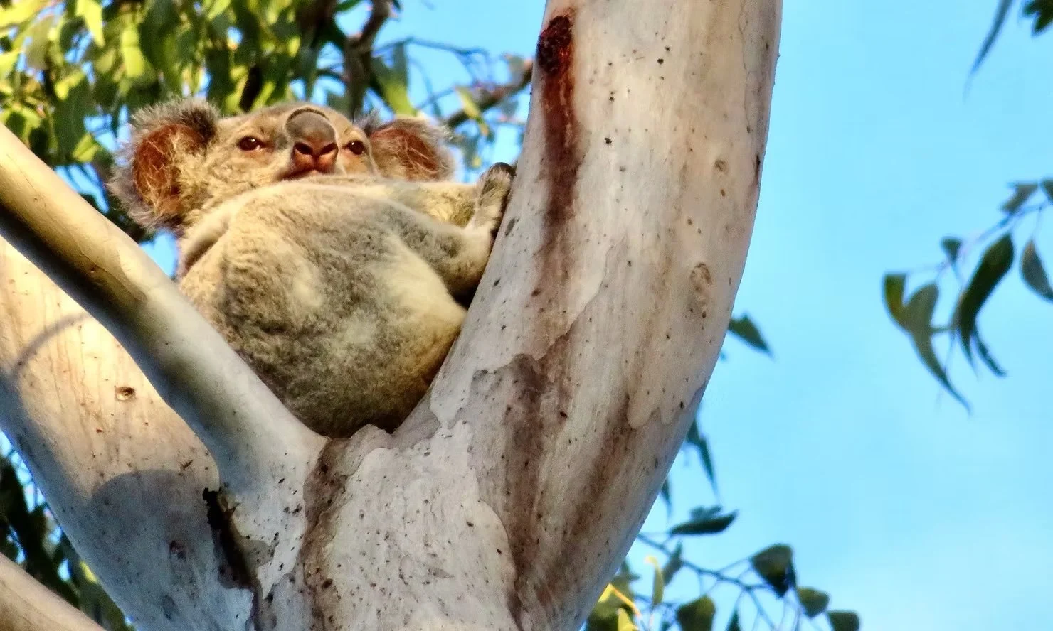 Koala