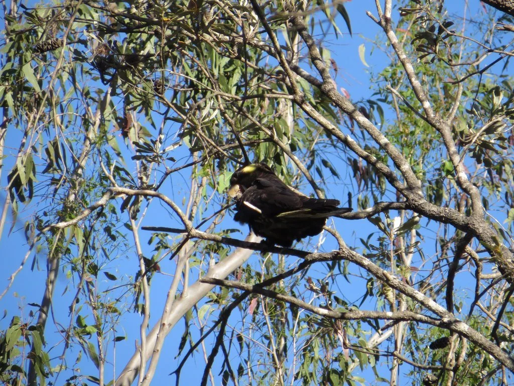 Yellow-tailed black cockatoo (Zanda funerea)