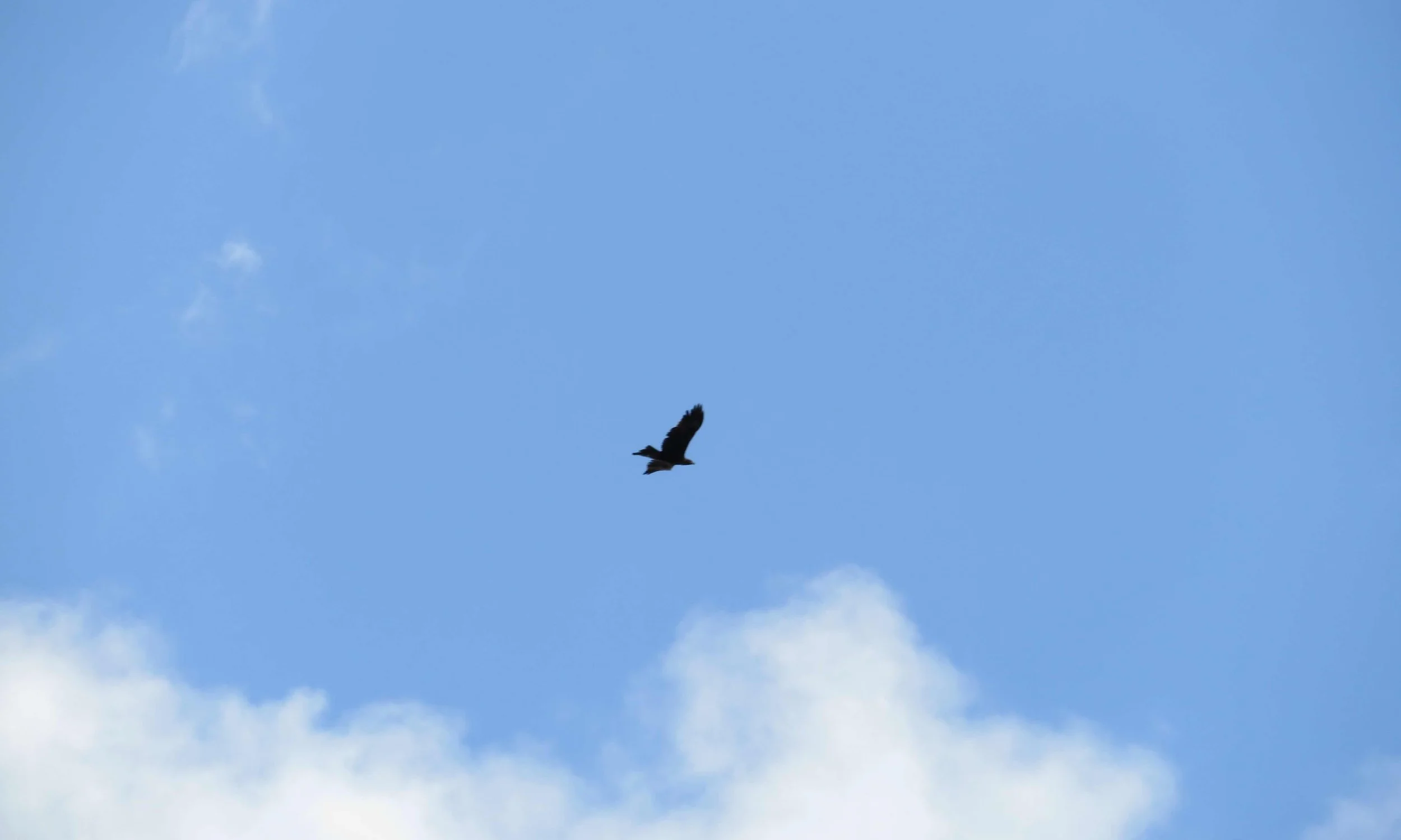 Wedge-tailed Eagle