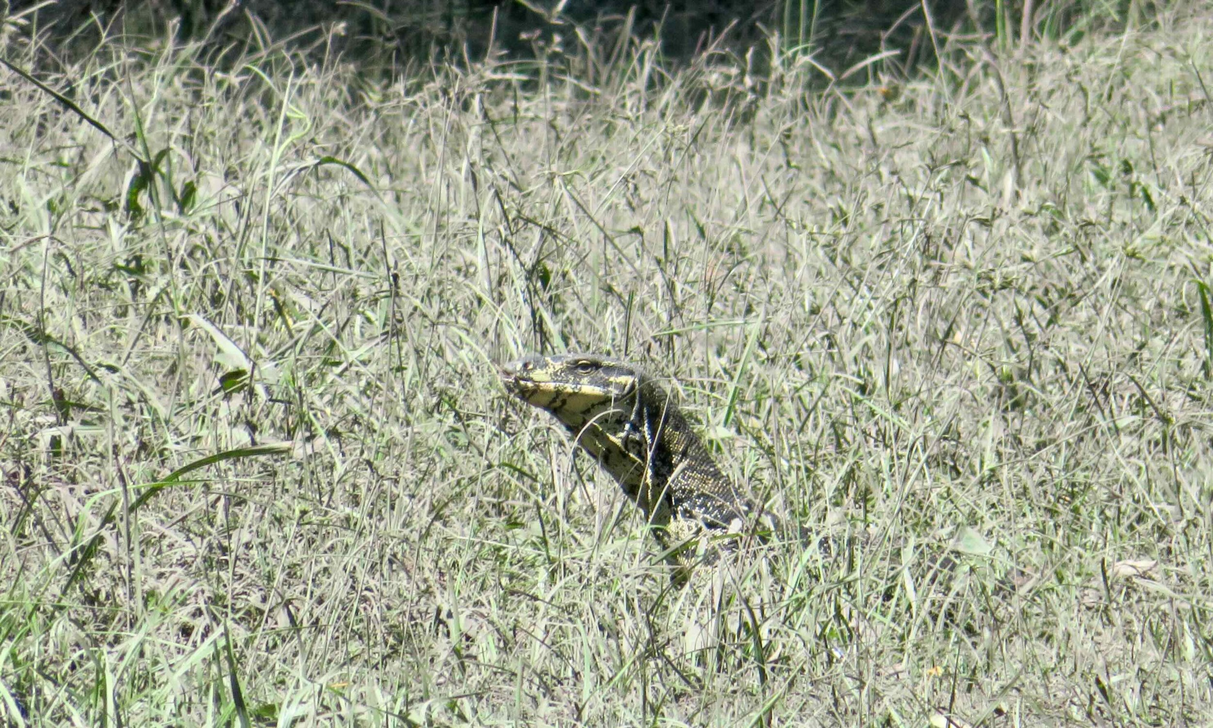 Goanna 