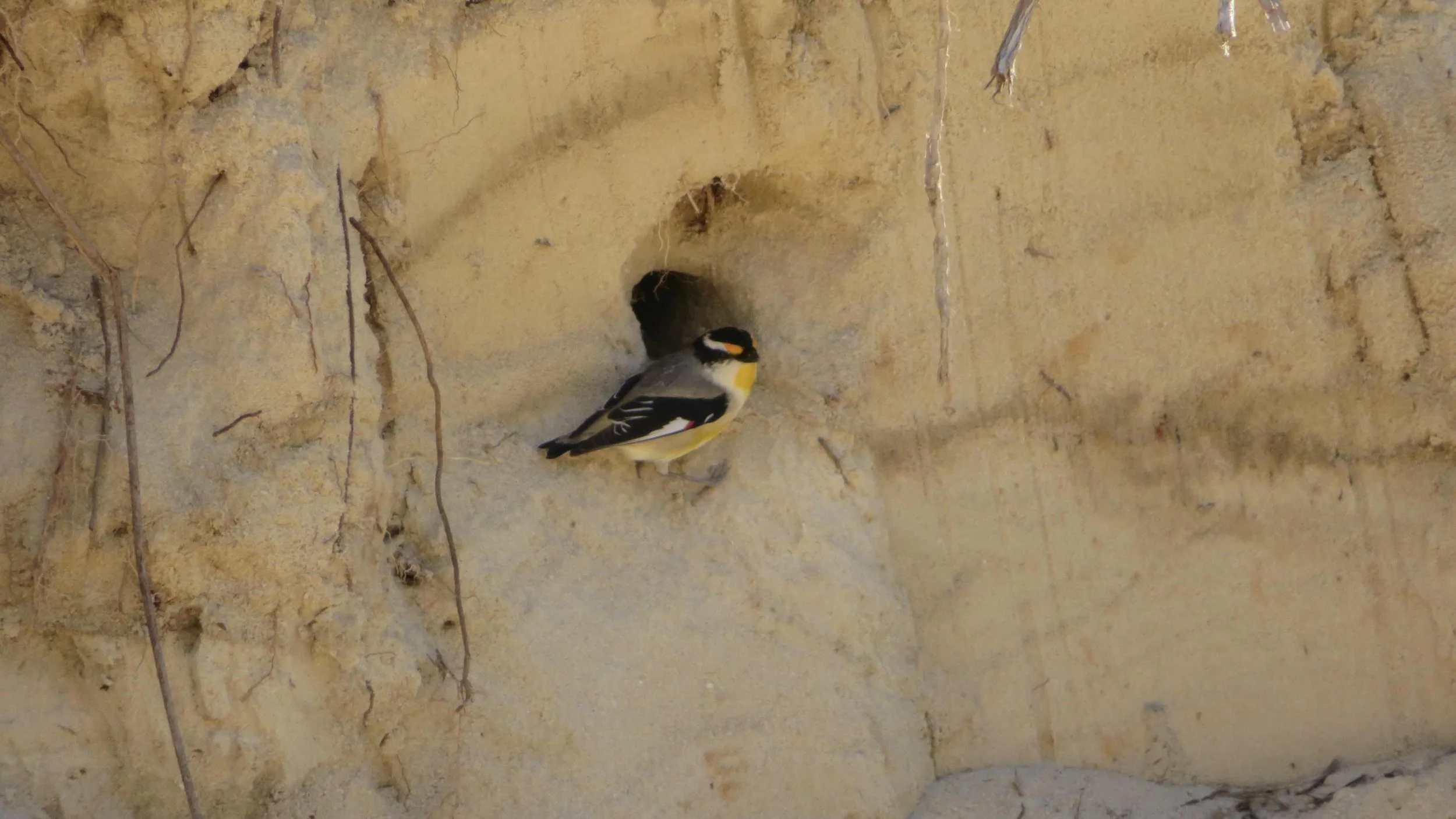 Striated Pardalote