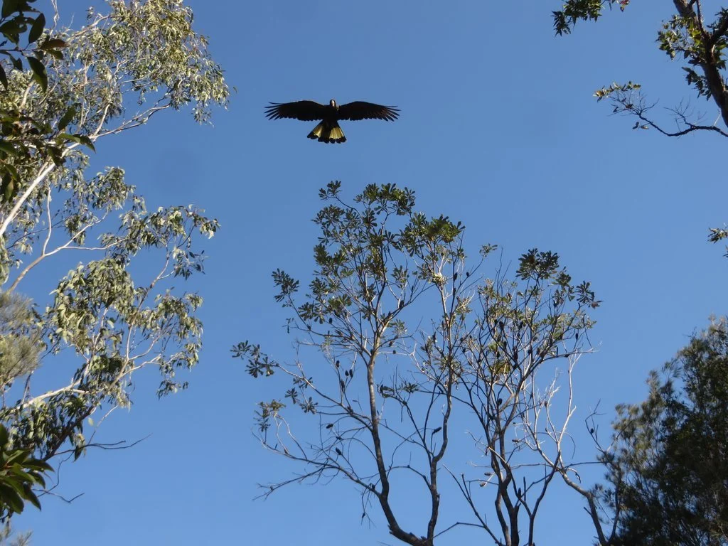 Yellow-tailed black cockatoo (Zanda funerea) in  flight