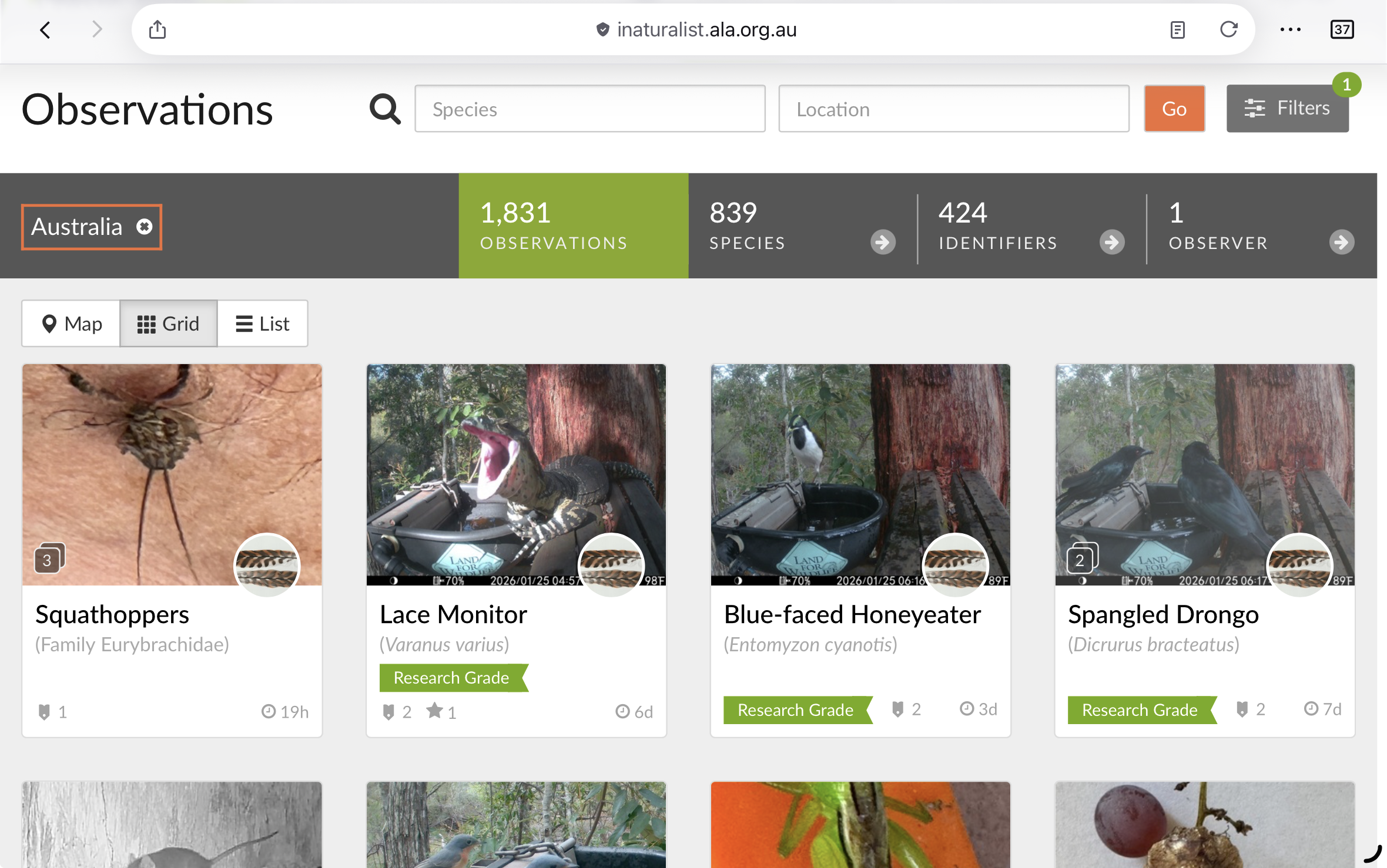Screenshot of an online naturalist observation database showing various bird and insect species observed in Australia. The interface includes options to filter observations by species and location, and displays images and research grades for each species, such as Squathoppers, Lace Monitor, Blue-faced Honeyeater, and Spangled Drongo.