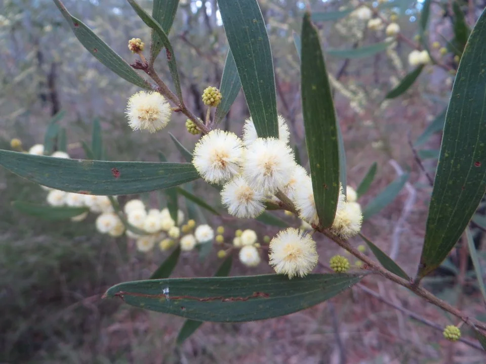 Wattle