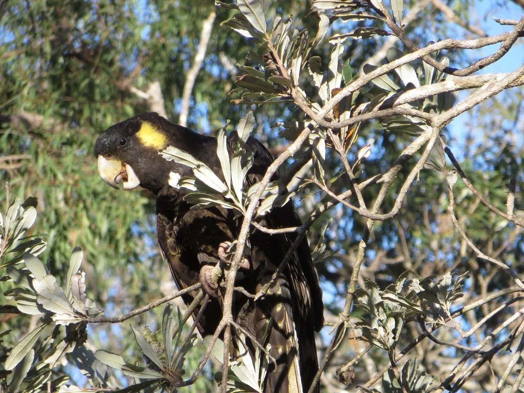 Yellow-tailed black cockatoo (Zanda funerea) feeding on coastal banksia seeds