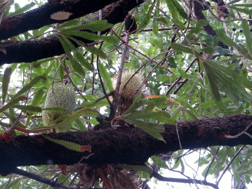 Coast banksia (Banksia integrifolia) flower