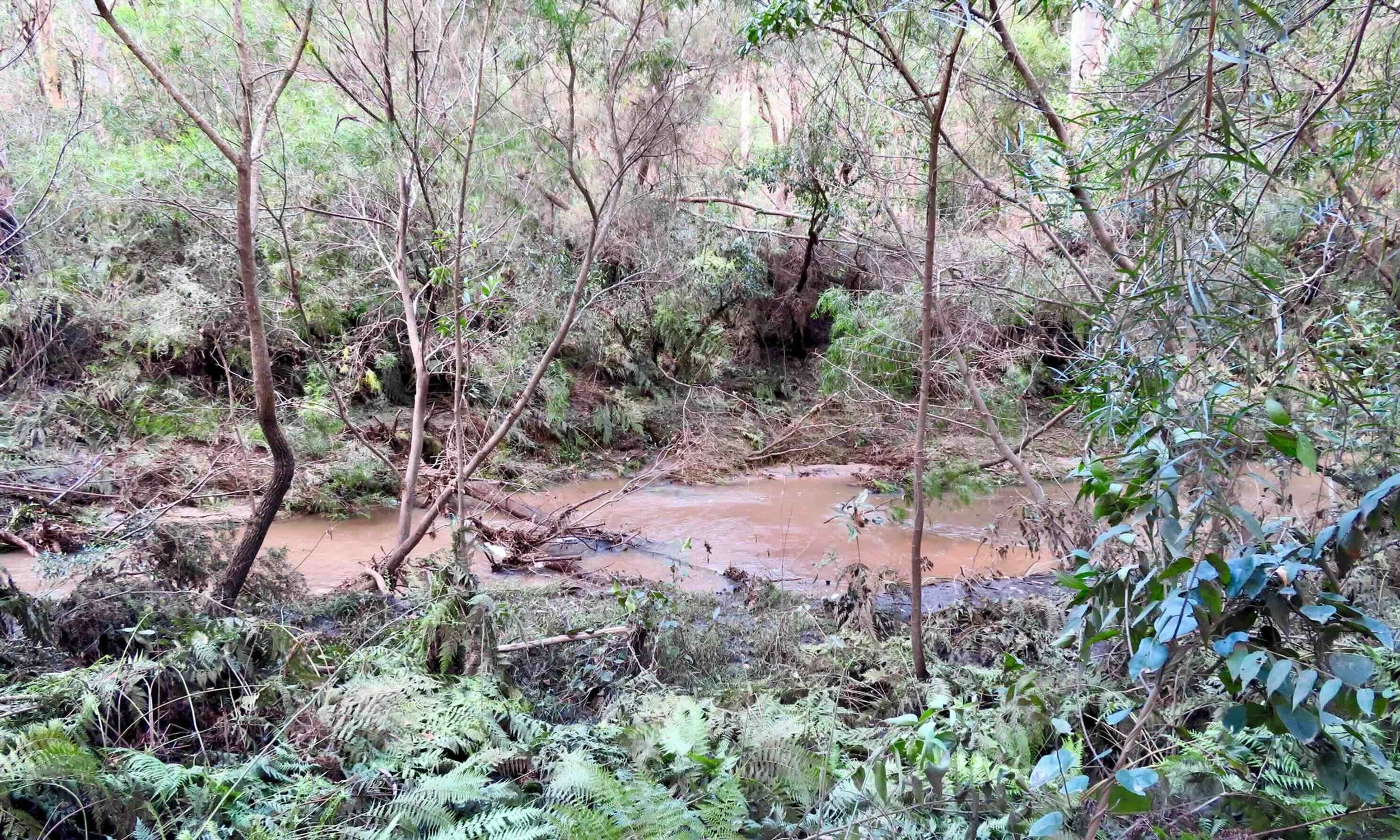 Creek flowing showing the flattened vegetation