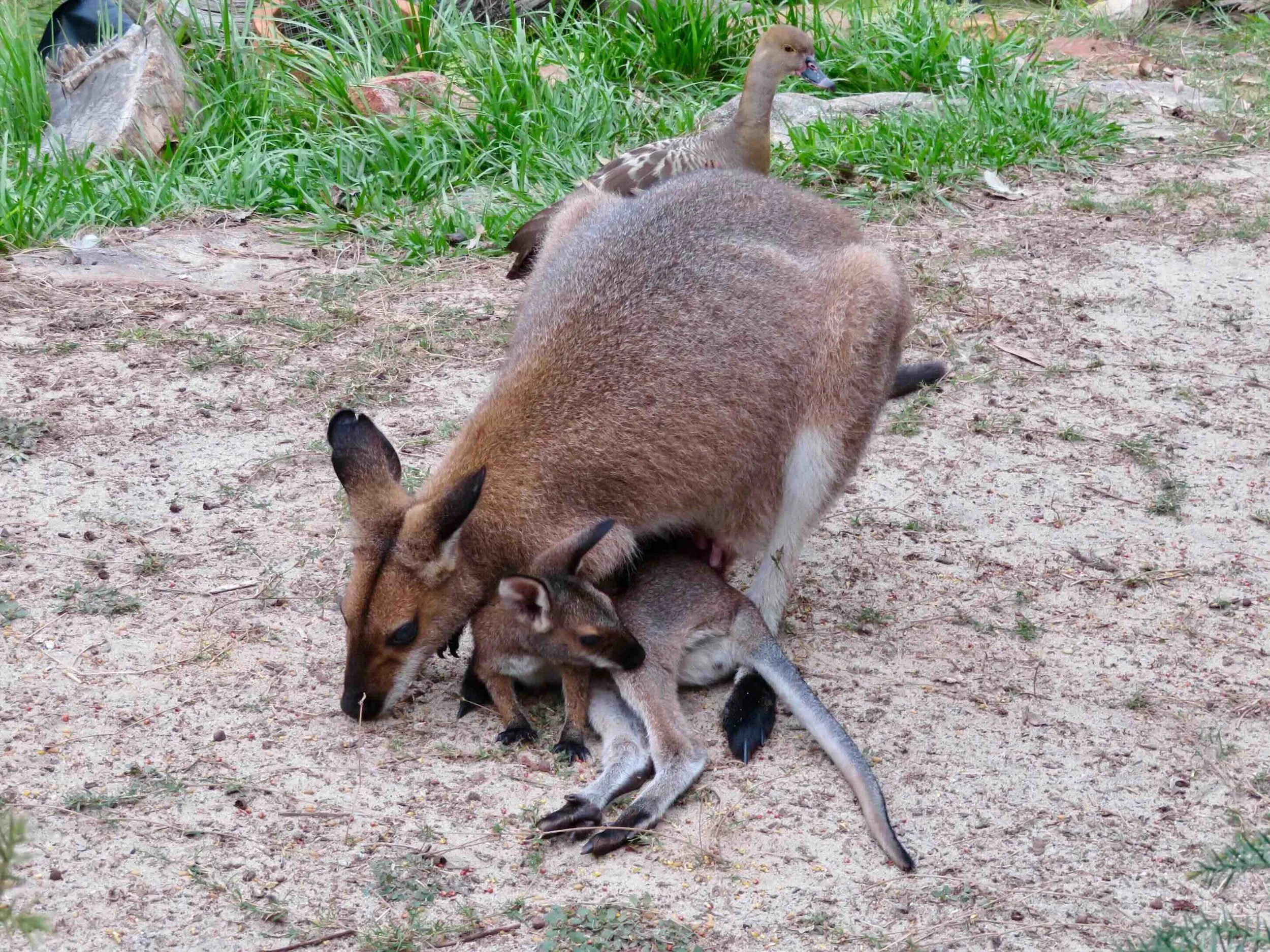 Red-necked wallaby with joey out of pouch