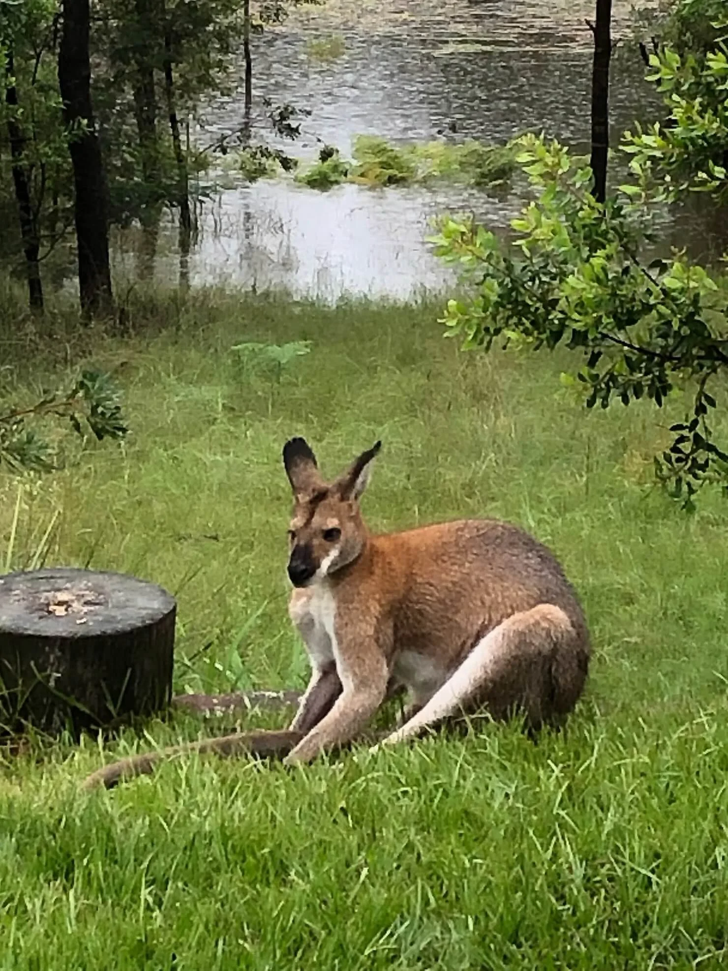 Red-necked wallaby sitting on its tail