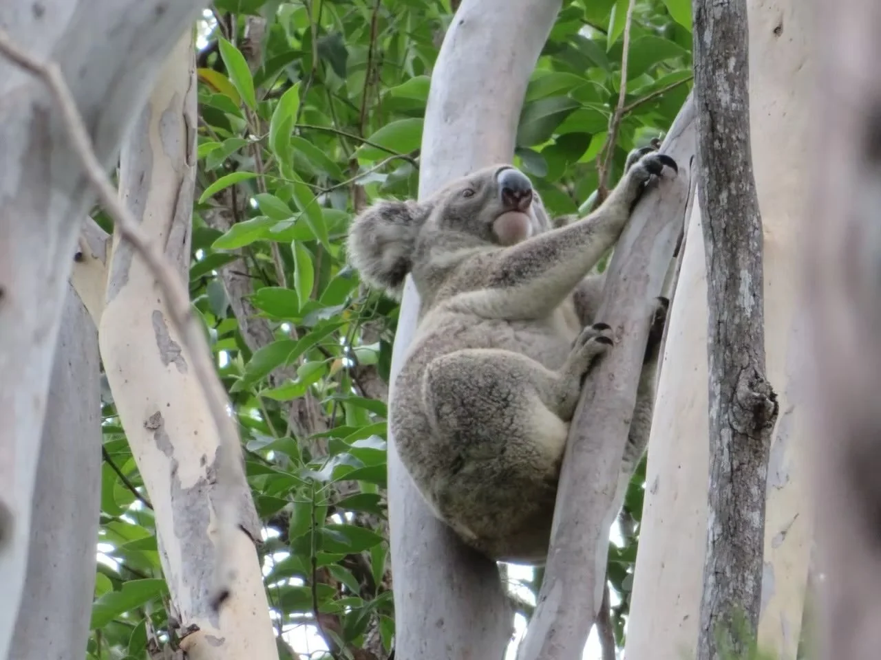 Koala 
