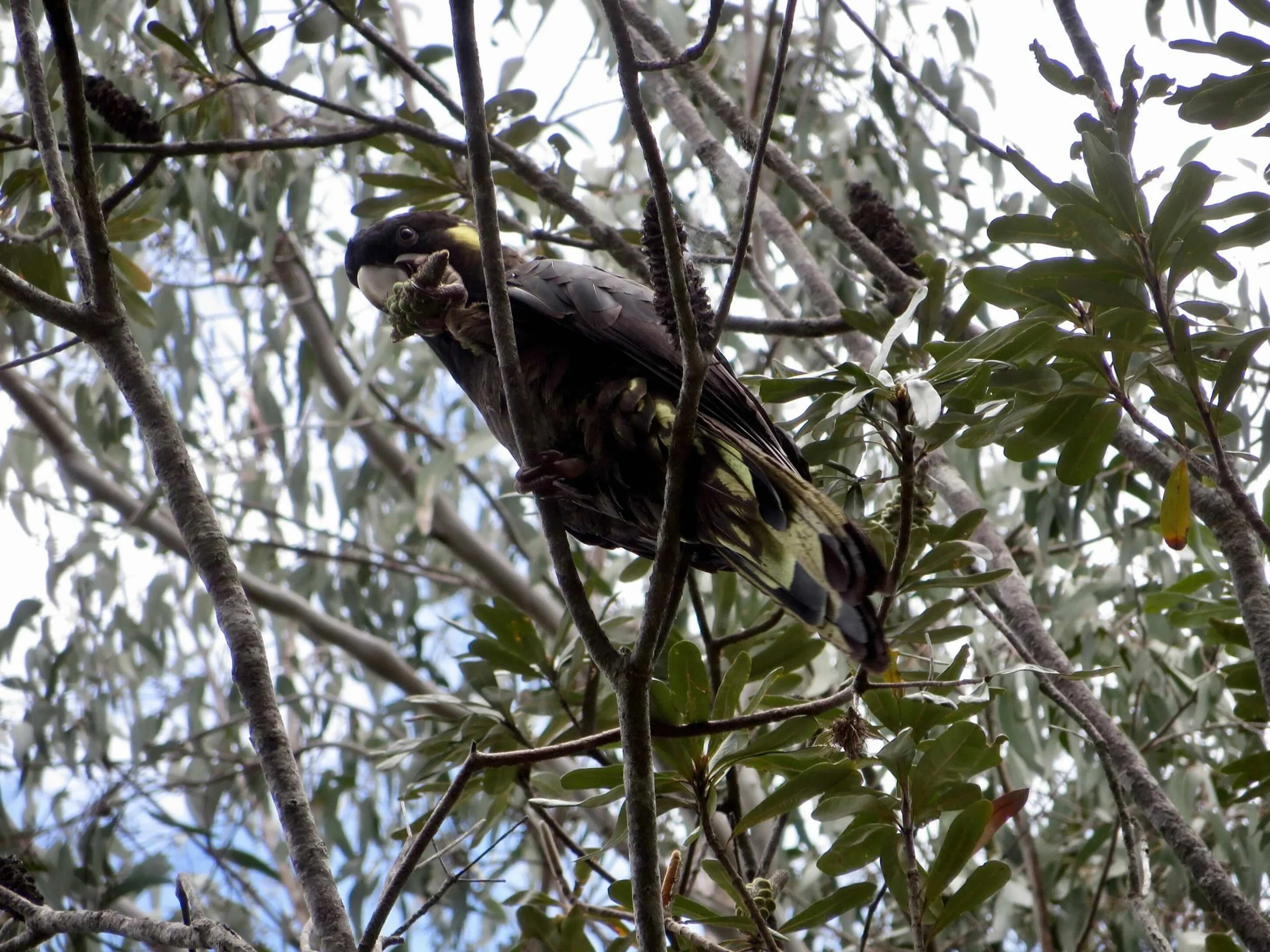 Yellow-tailed black cockatoo (Zanda funerea)