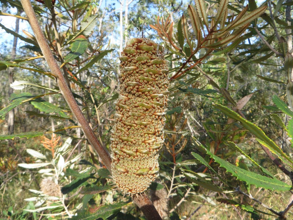 Coast banksia (Banksia integrifolia) seed pod