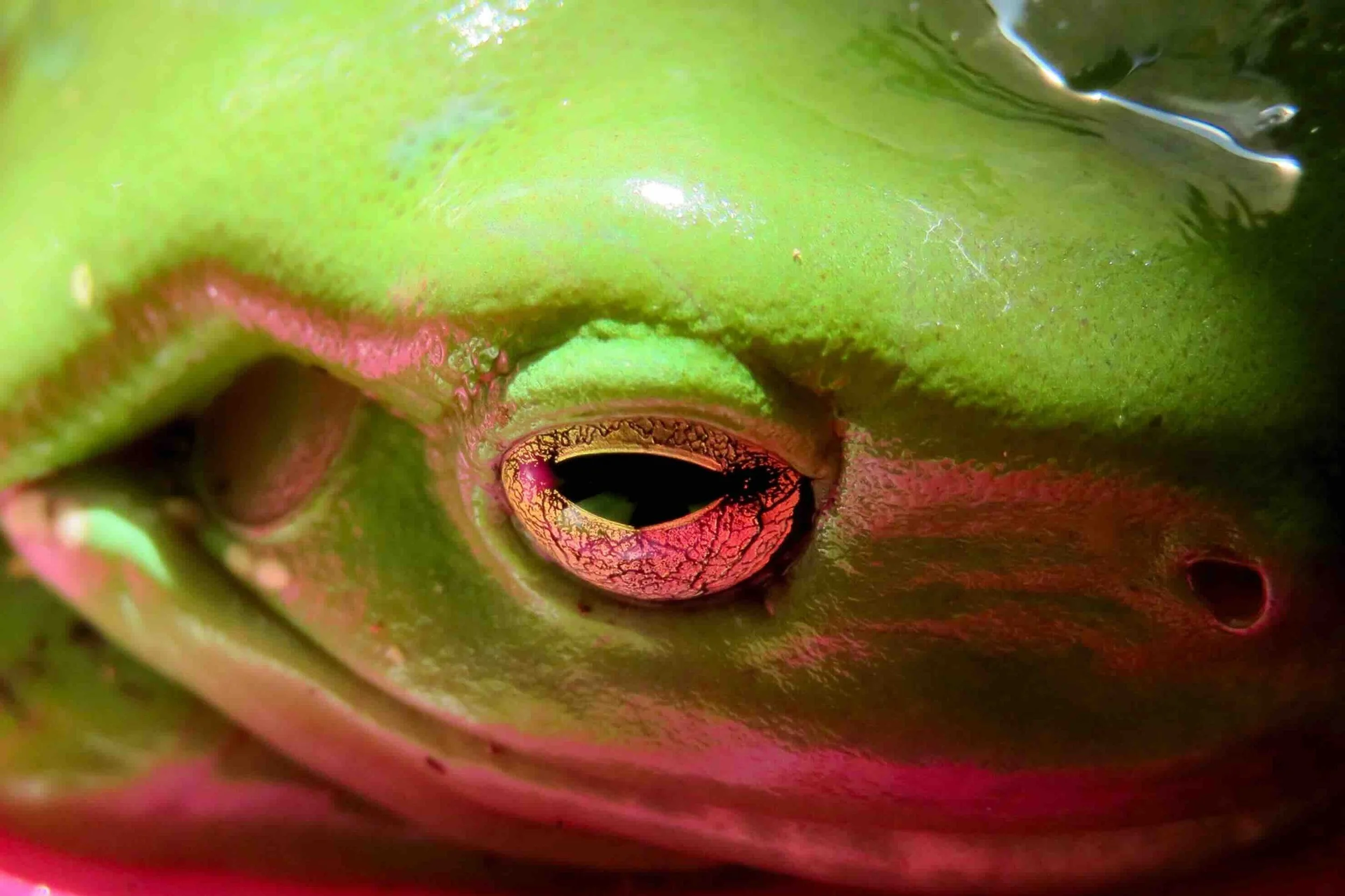 Green tree frog