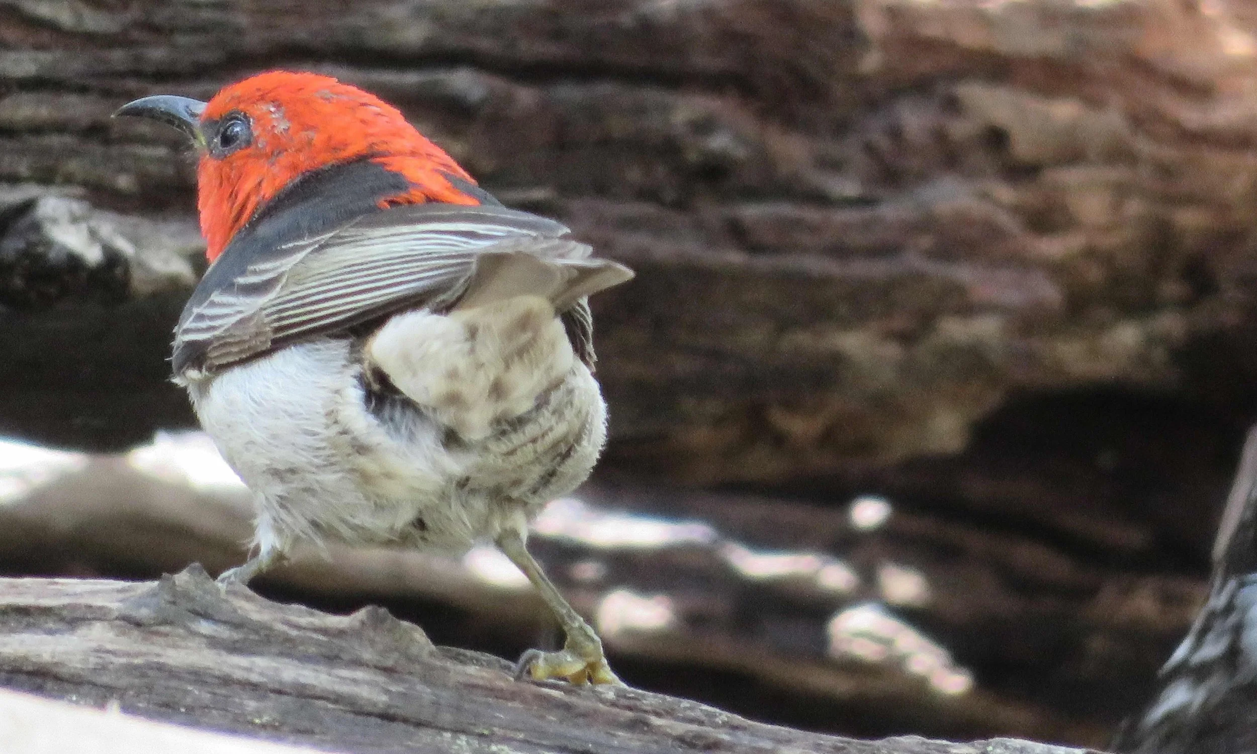 Scarlet Honeyeater (Myzomela sanguinolenta)