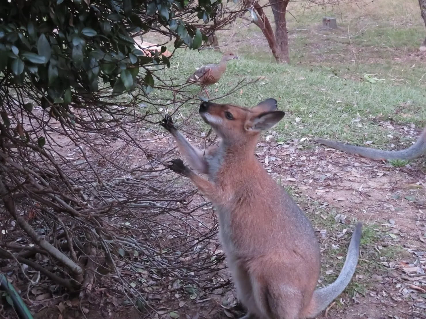 Red-necked wallaby eating star jasmine (not a native plant)
