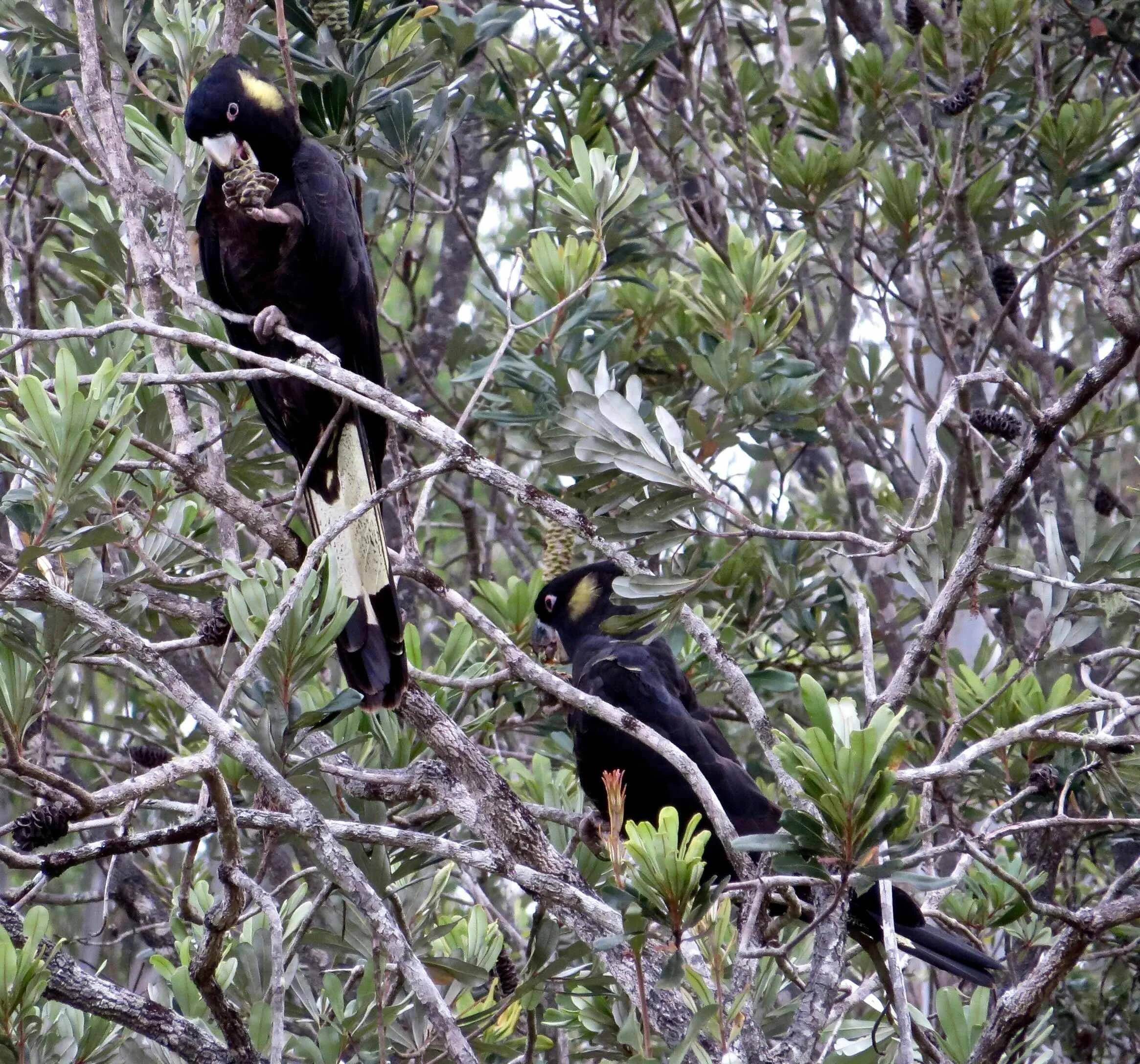Yellow-tailed black cockatoo (Zanda funerea)