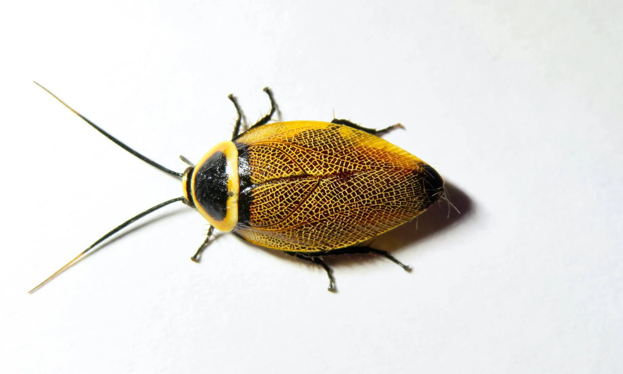 Native cockroach