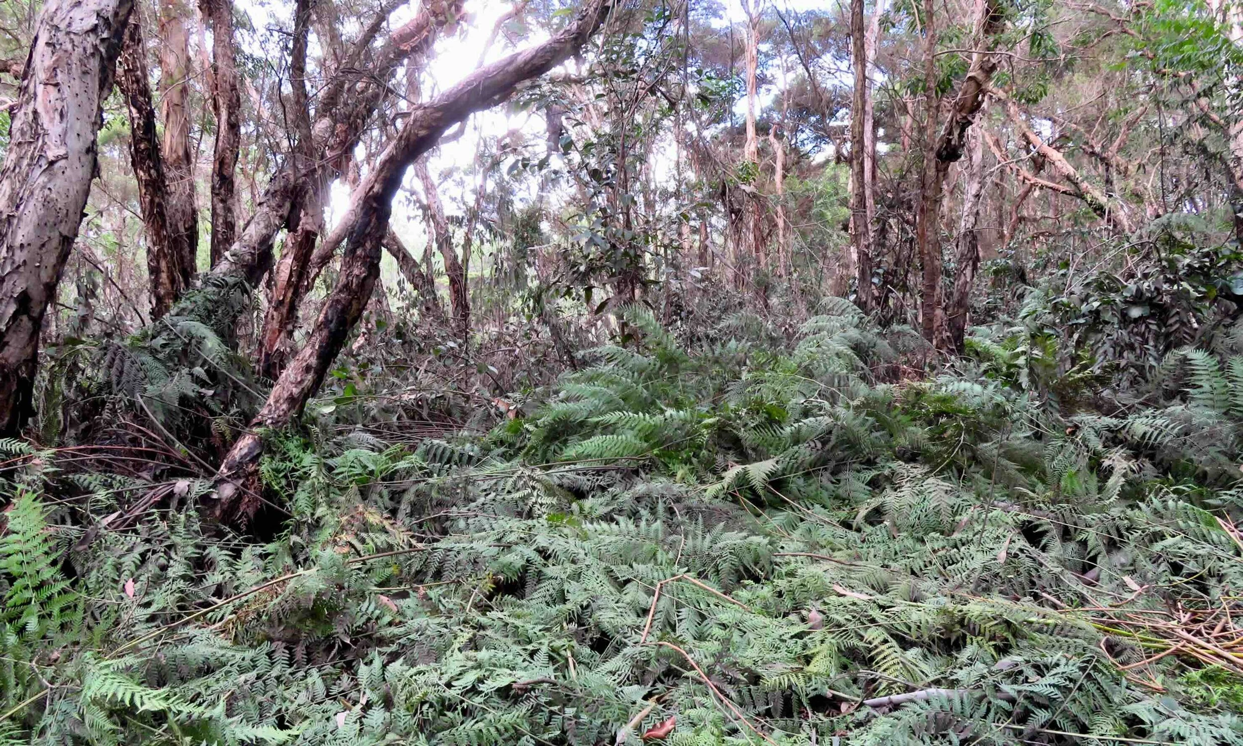 Ferns flattened by the rush of the water