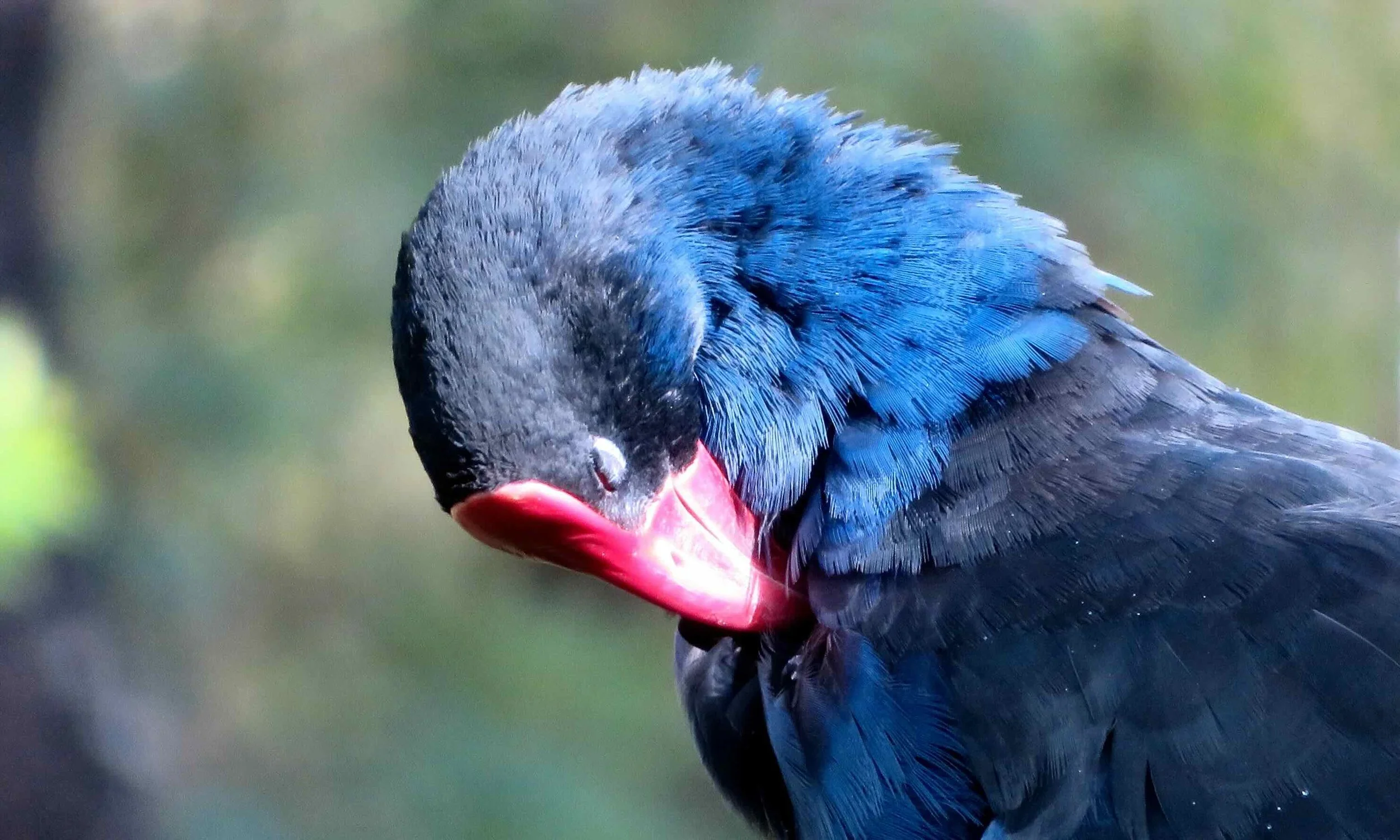 Swamphen