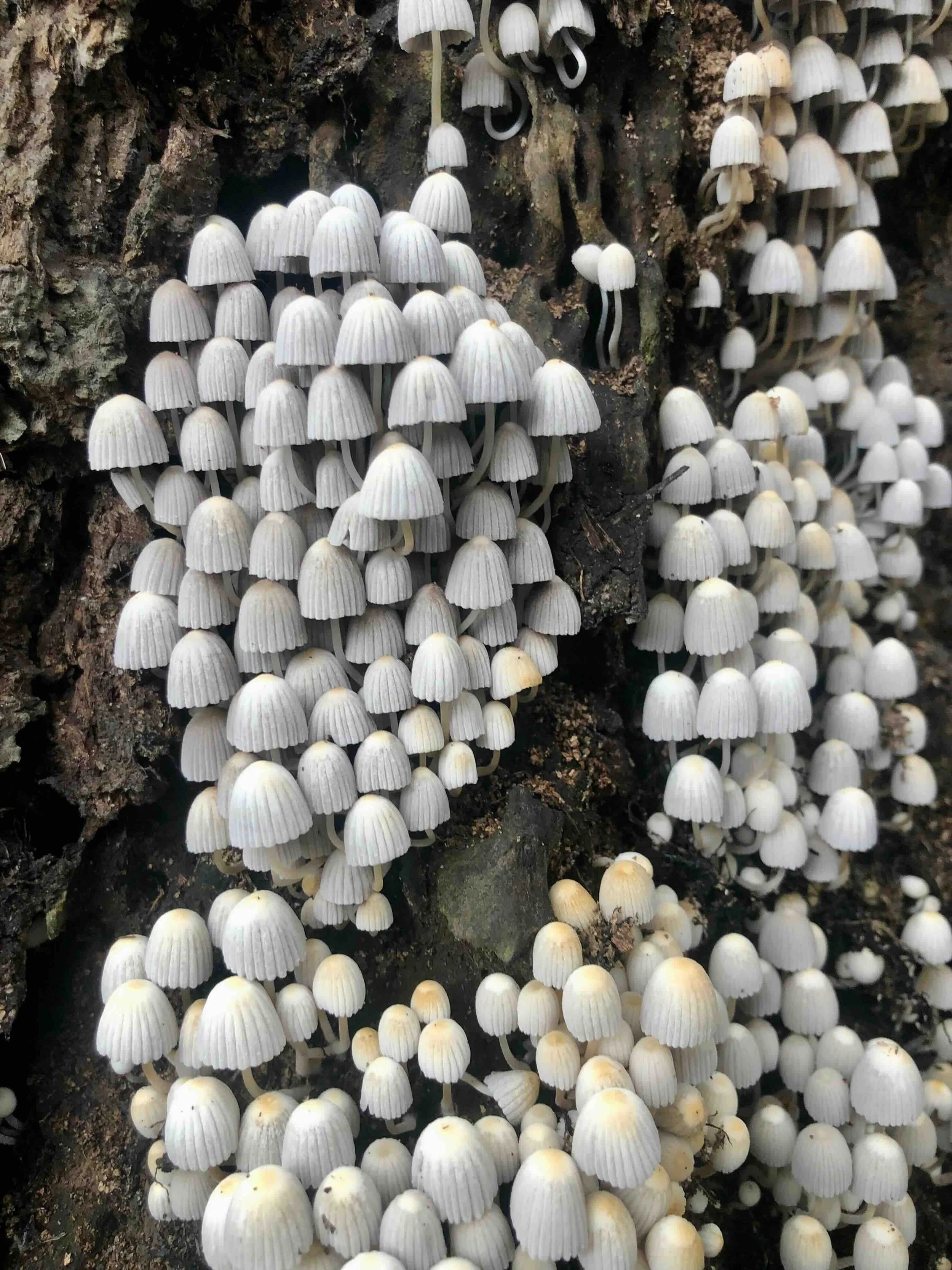 Fungi is everywhere