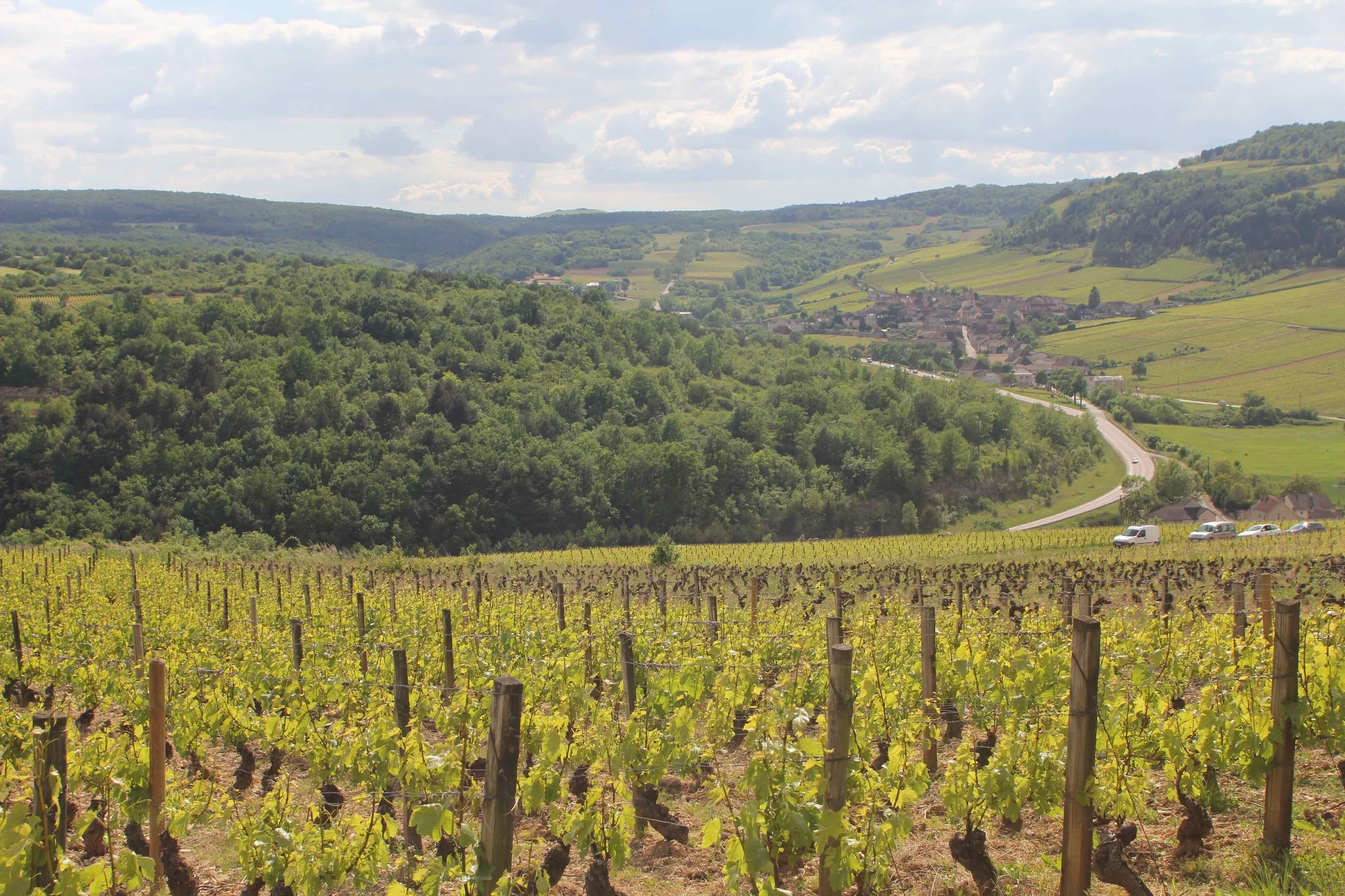 Pinot Noir: Tradition, Transition and Transformation - Symposium