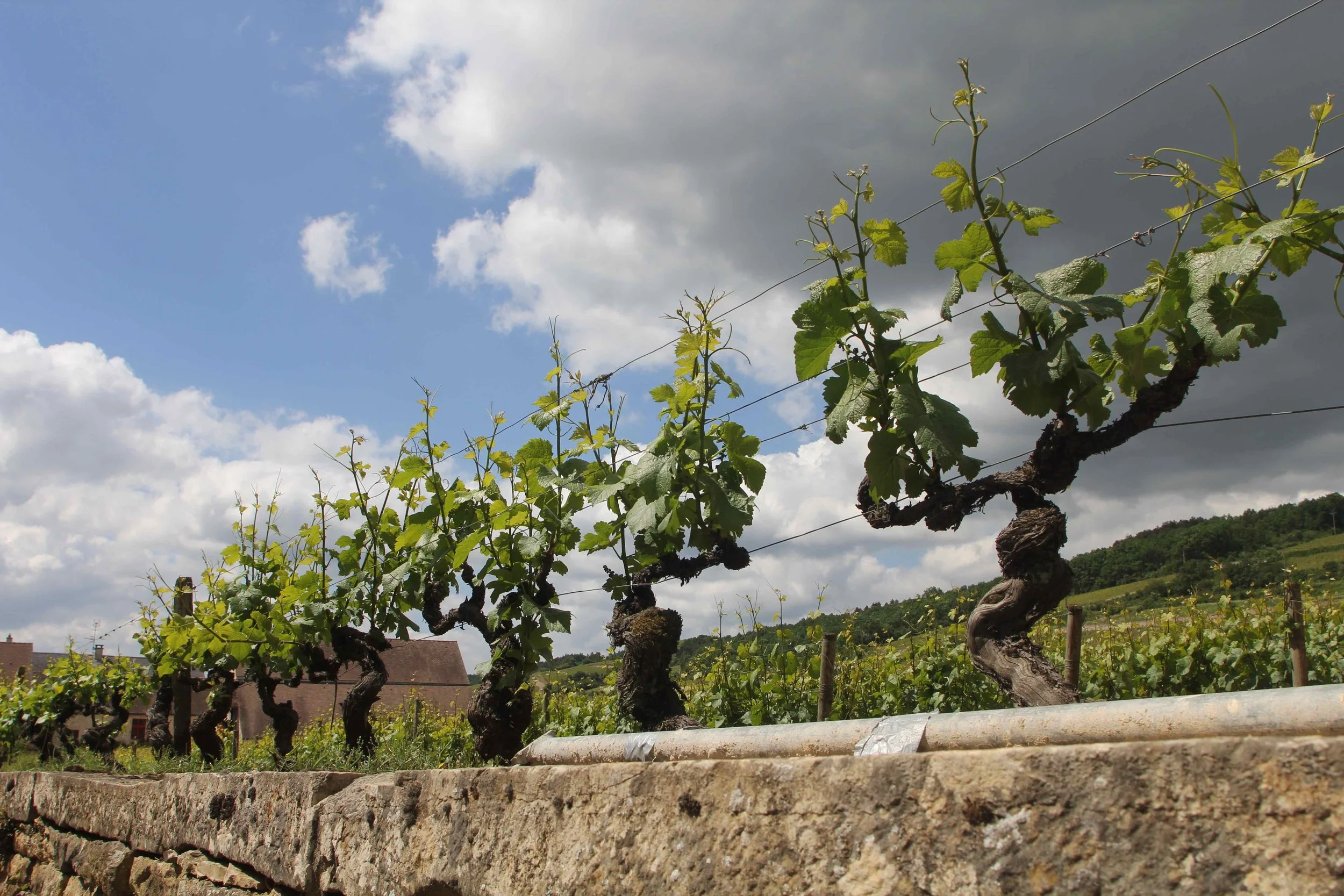 Pinot Noir: Tradition, Transition and Transformation - Symposium