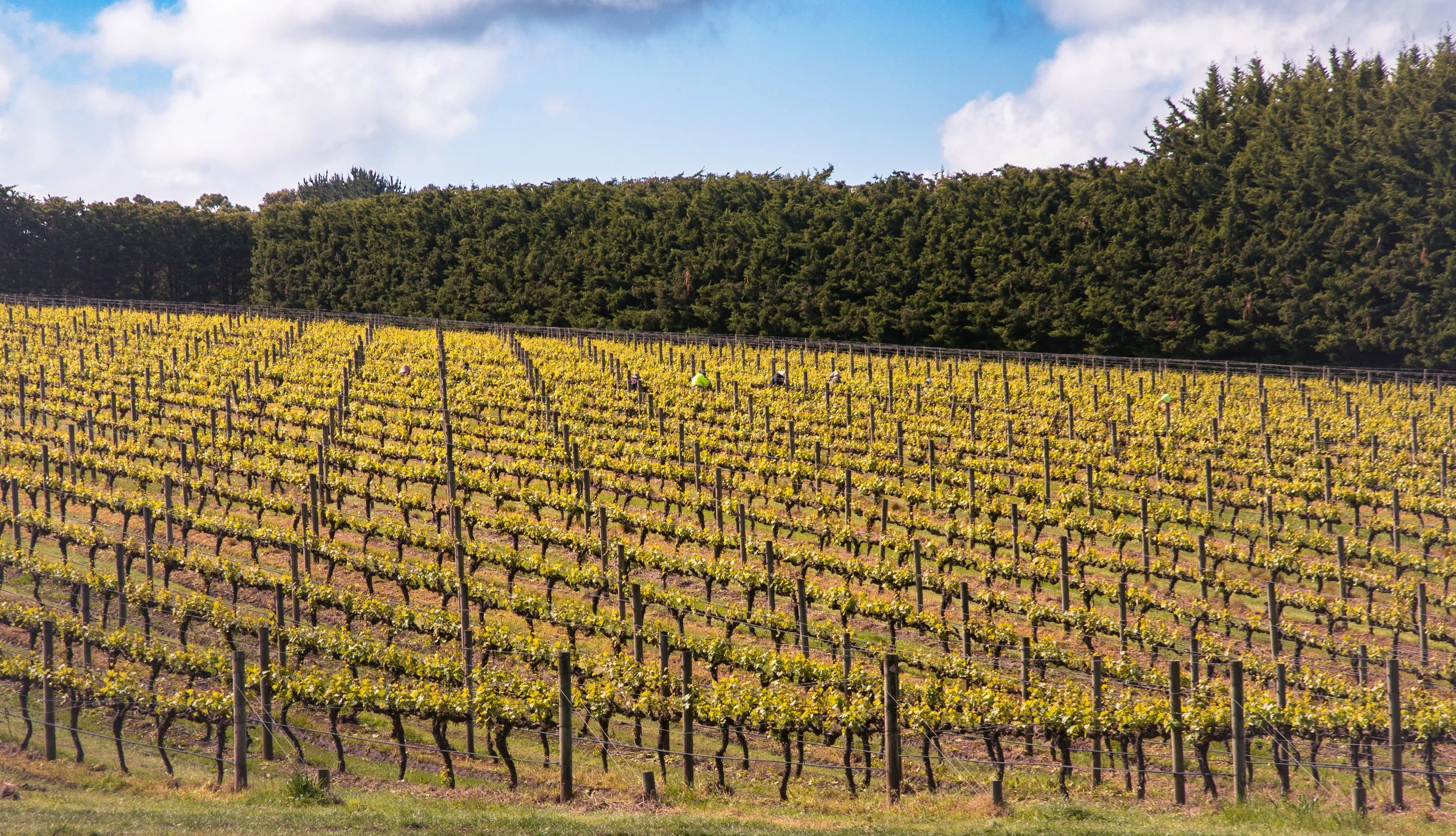 A vineyard, fenced off by tall hedges. Seven people are barely visible working among the rows of grapes.