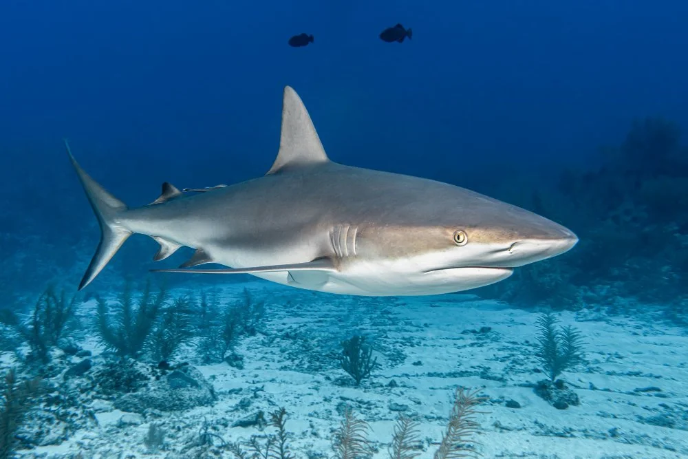 14 de julio: Día de la conciencia por los tiburones