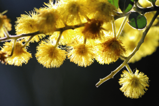 The Connection between gut and seasonal allergies