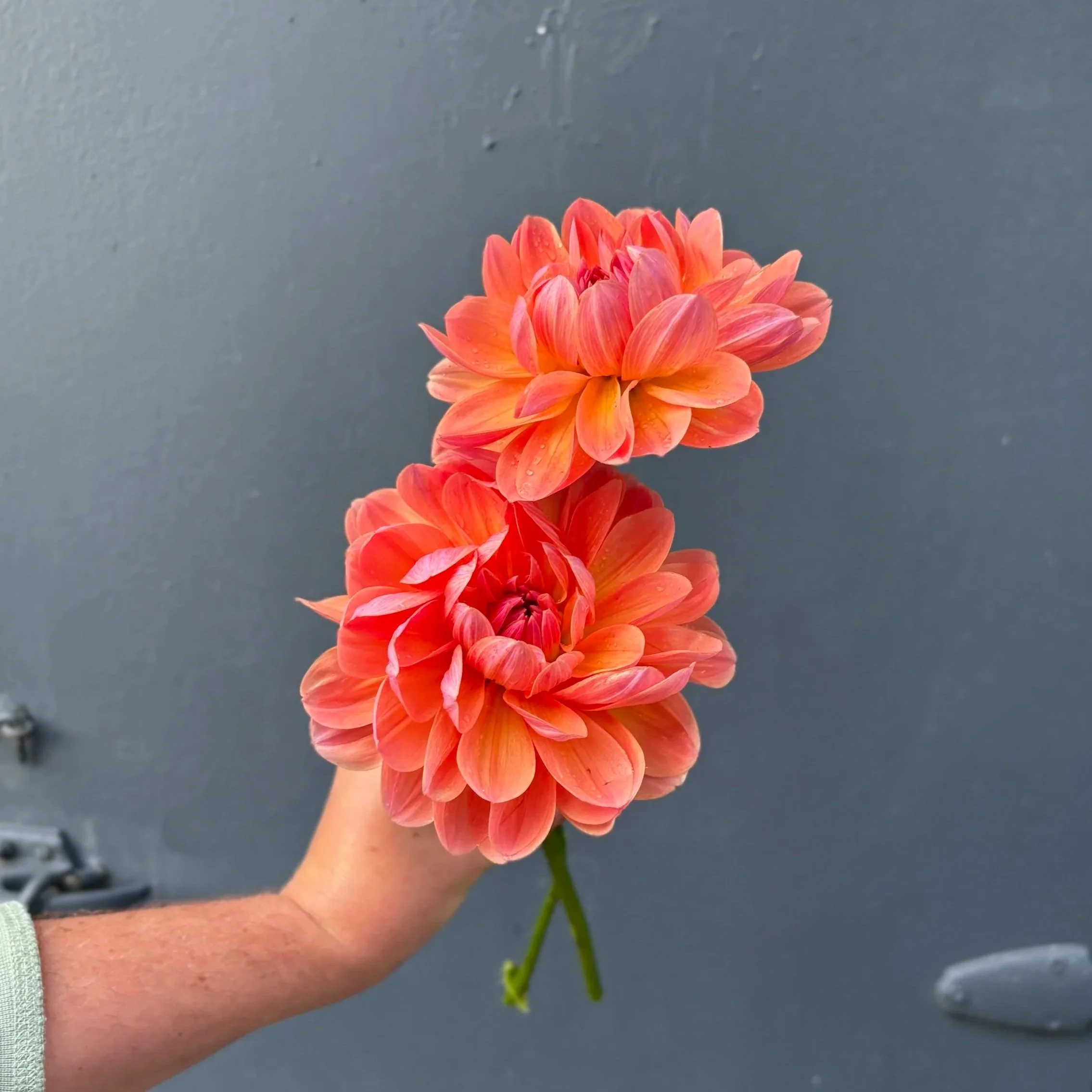 oregon sunset dahlia tuber for sale