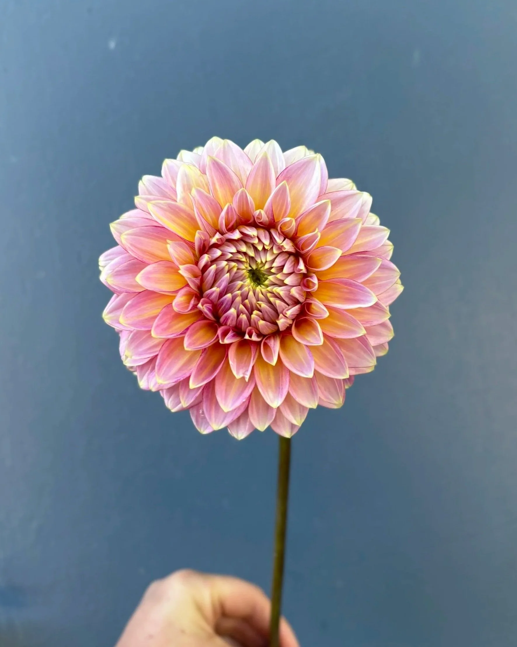bloomquist mojo dahlia tuber for sale