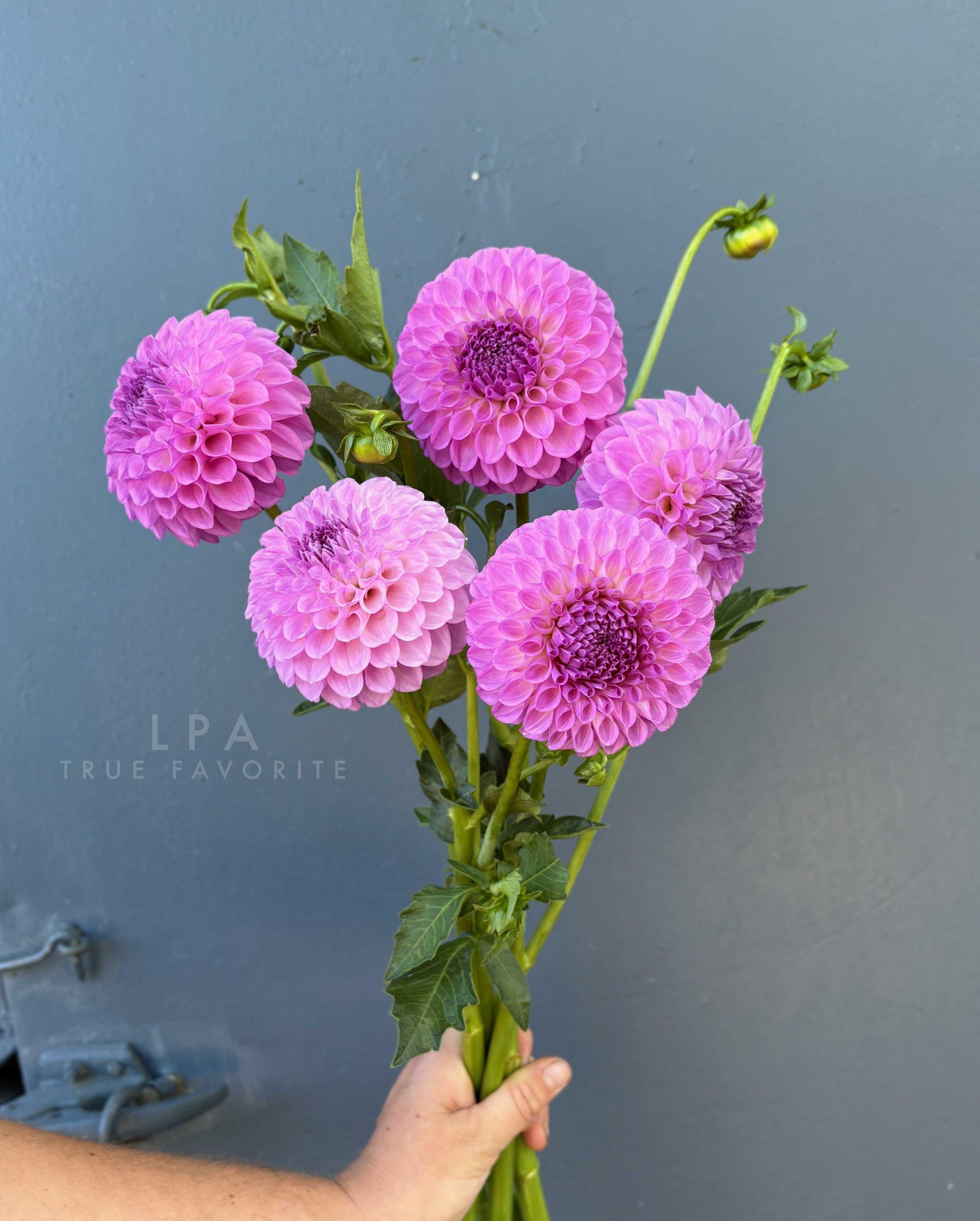 20th Avenue Pure Prince