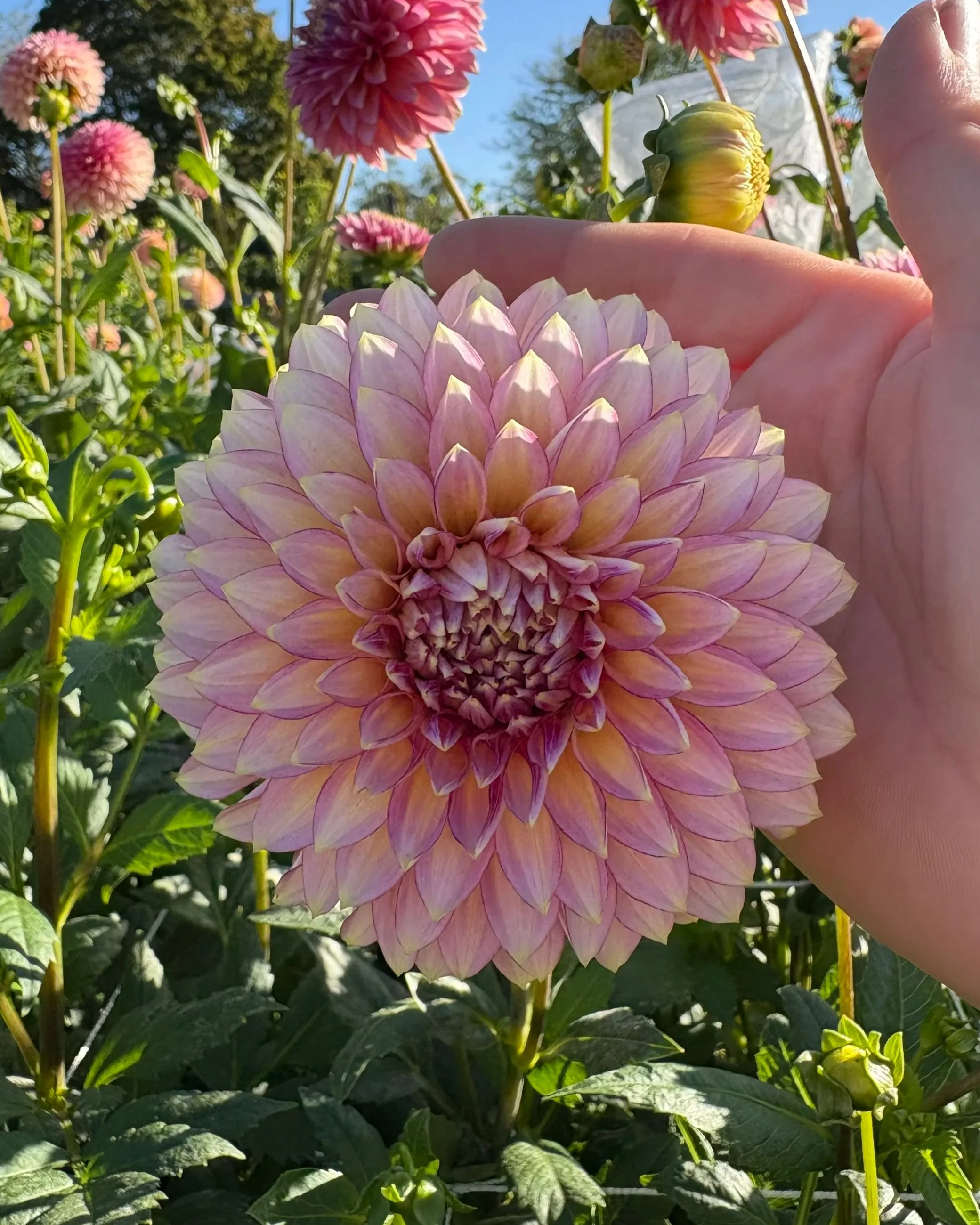 bloomquist mojo dahlia tuber for sale