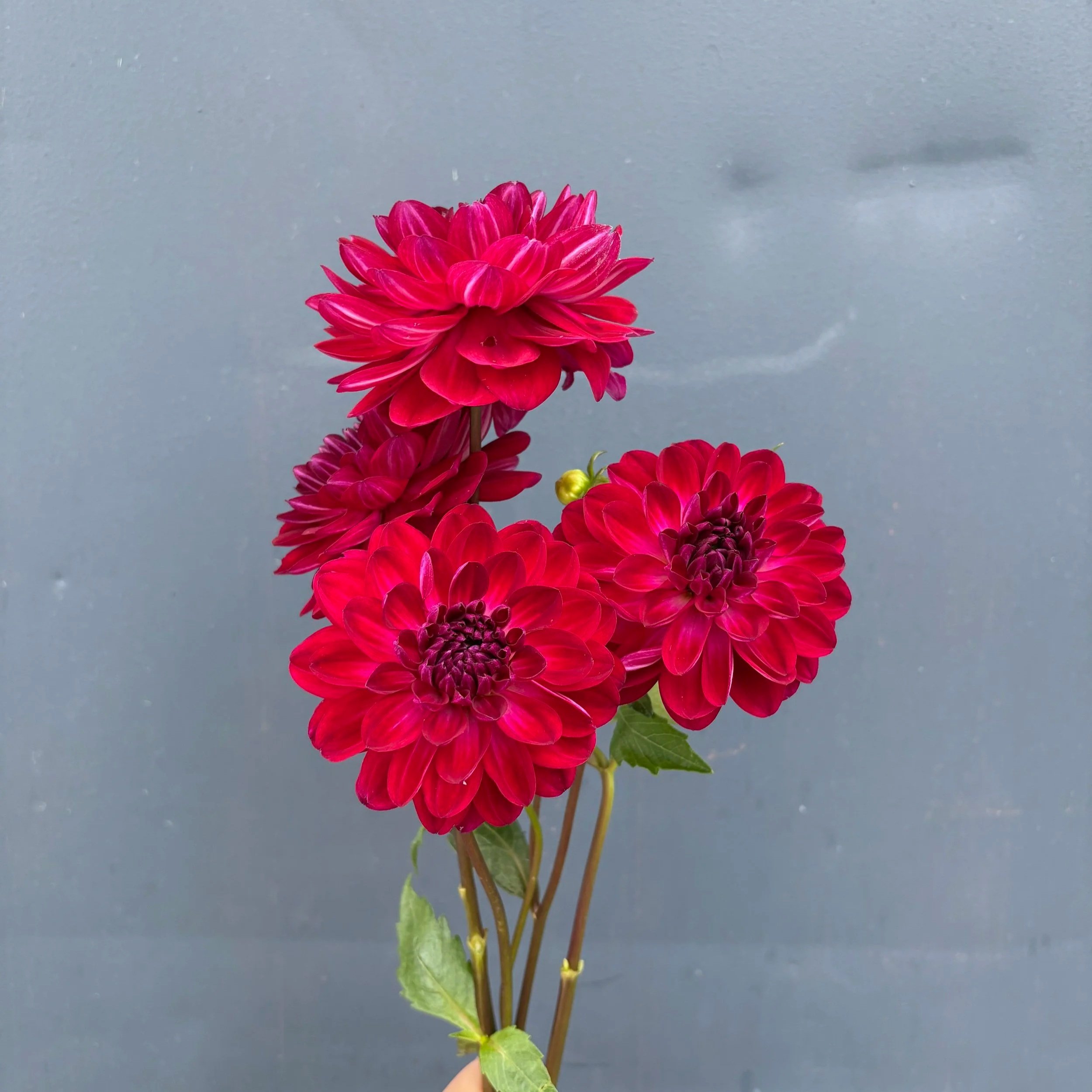 sandia bertha dahlia tuber for sale